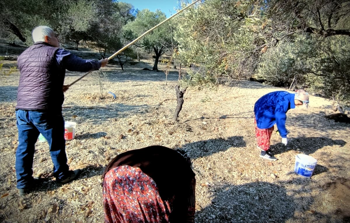 Date olives harvesting