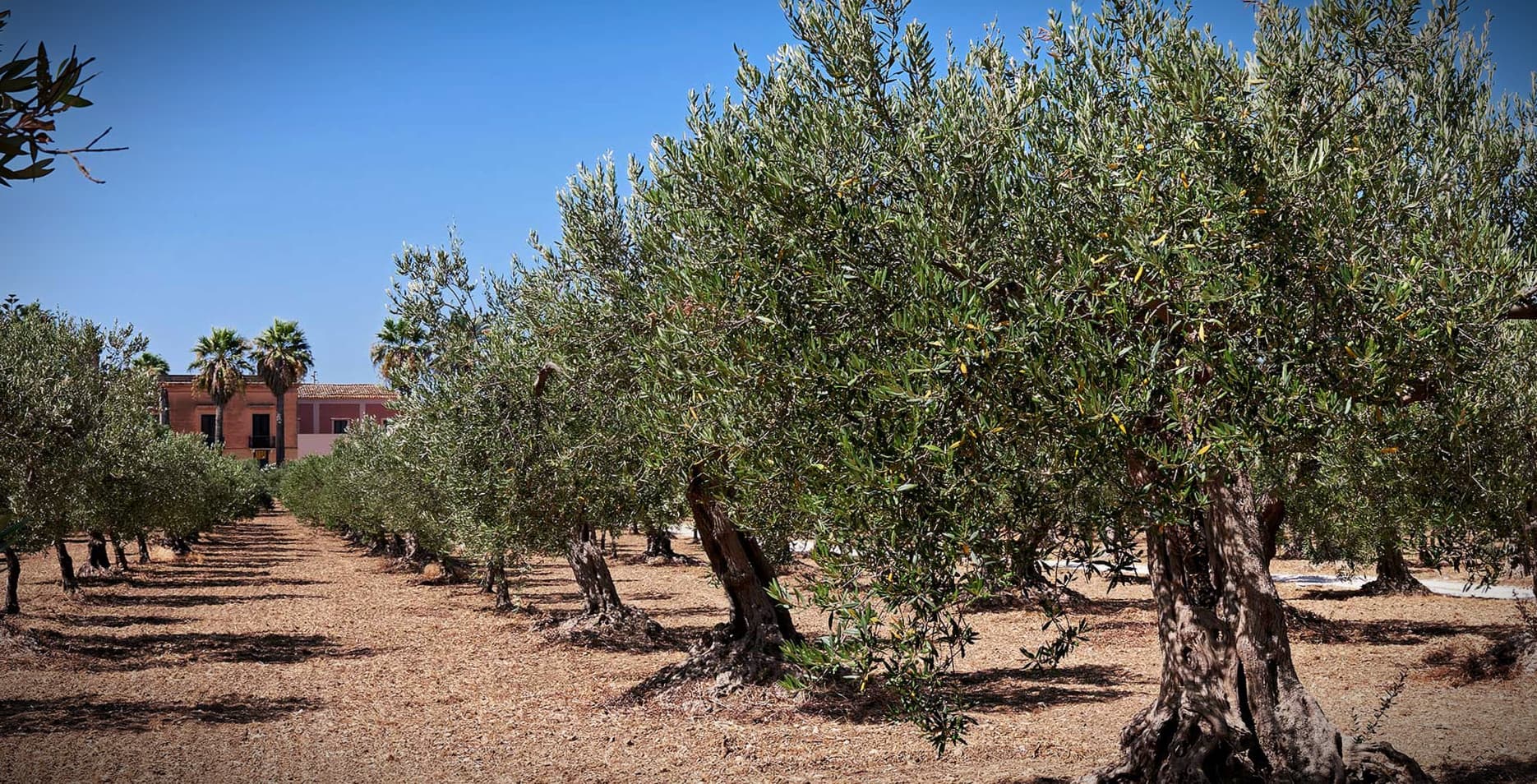 Baglio Ingardia in Paceco, in western Sicily
