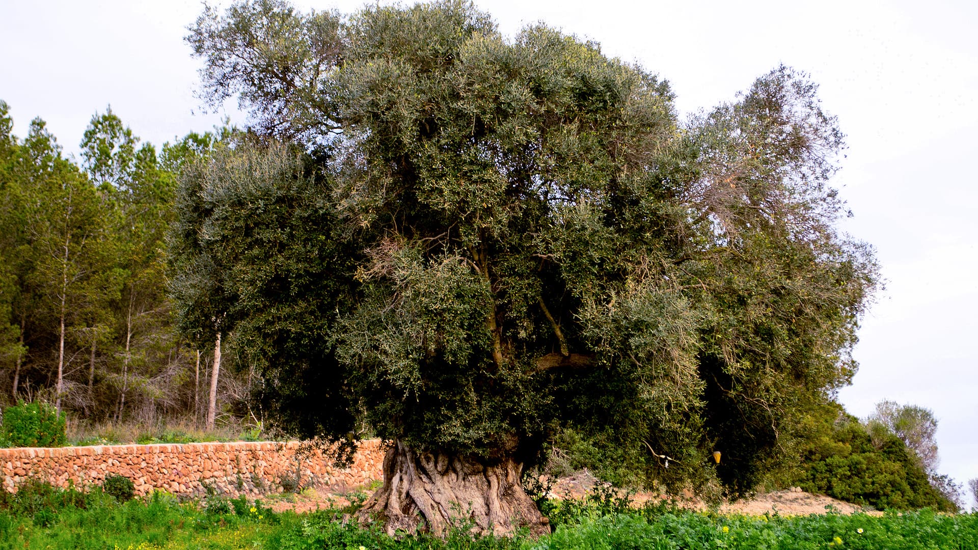 De la terra olive tree at Son Felip (Photo: Son Felip)