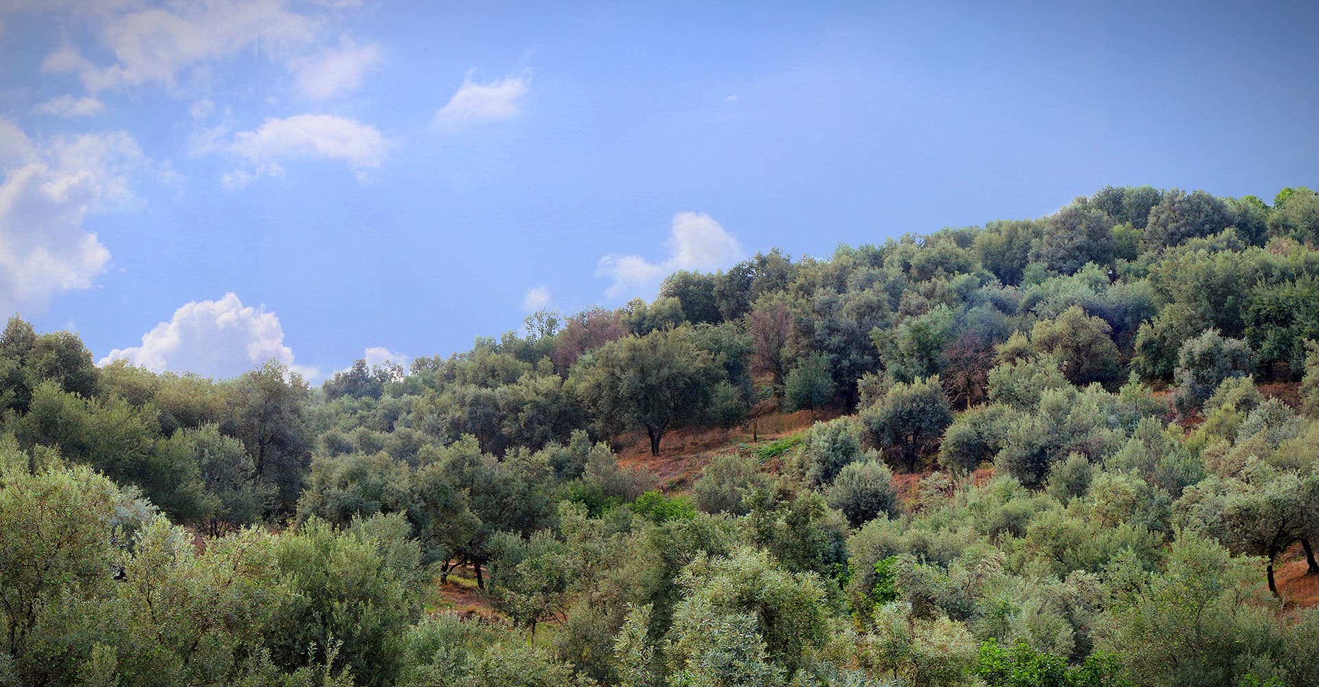 Shahmoradi has 50 hectares of Arbequina and Koroneiki olive groves in the northeastern province of Golestan. (Photo: Saeed Shahmoradi)