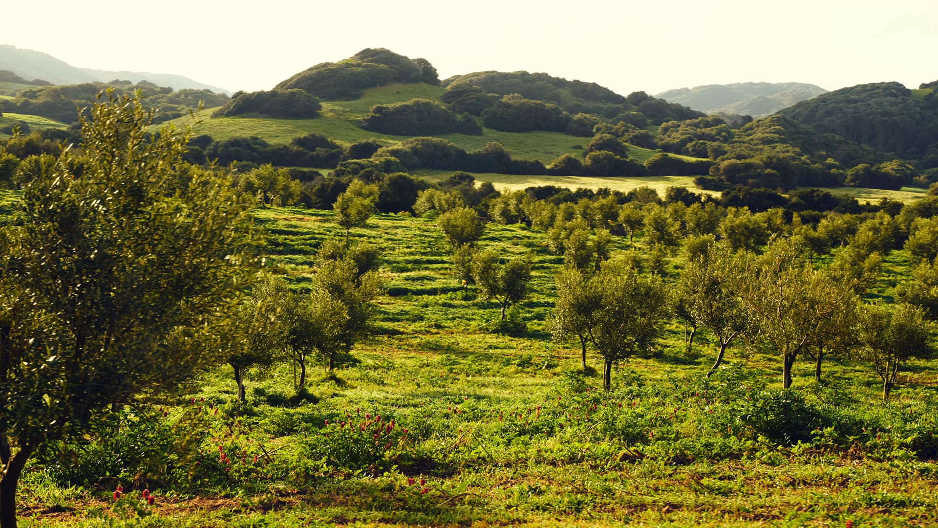The young orchard (Photo: Son Felip)