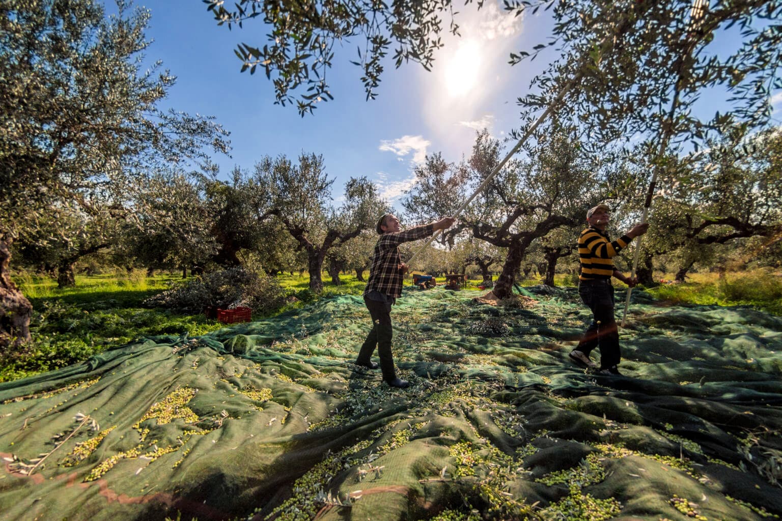 Harvesting Koroneiki olives at Armakadi PC farm