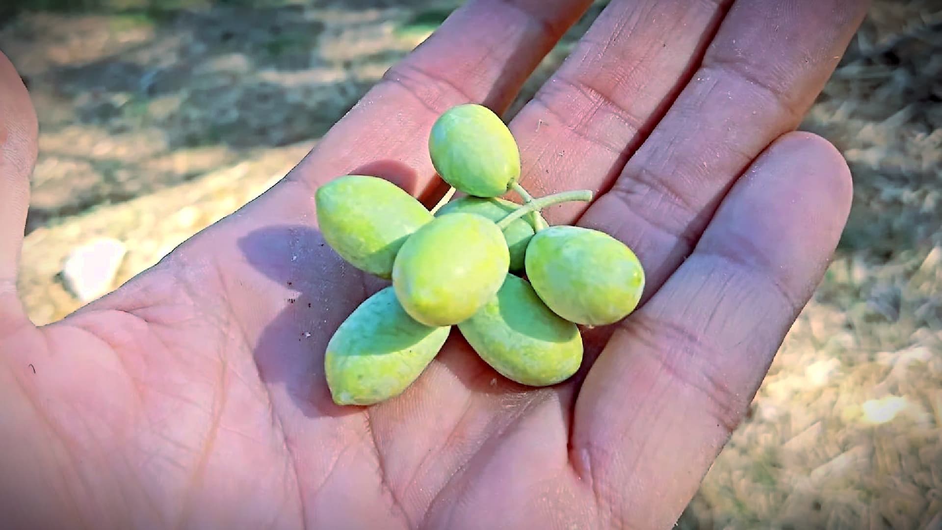 The Asproelia olives of Lefkada