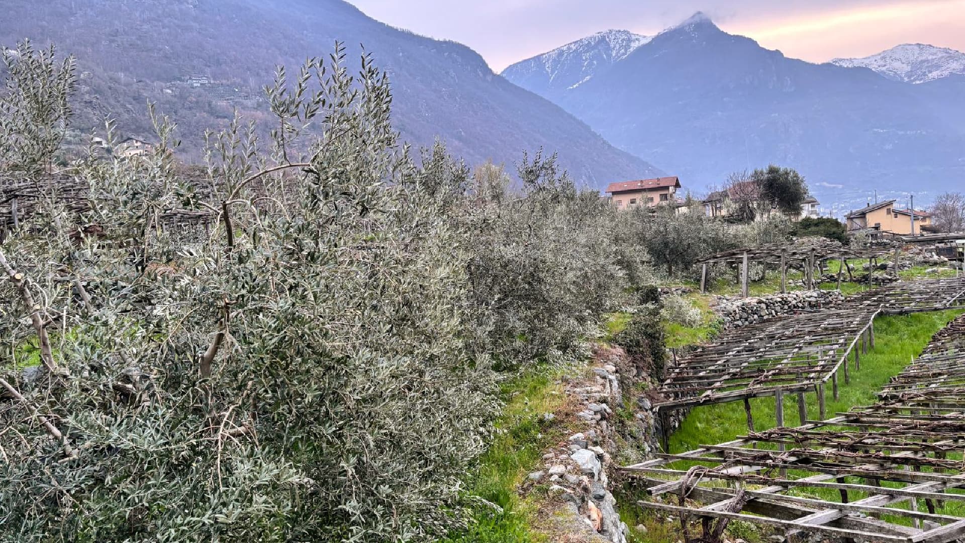 The revival of olive cultivation in Valle d’Aosta has been driven by various factors, including shifting climate and the need to safeguard land left abandoned amid declining generational turnover. (Photo by Silvia Nicco)