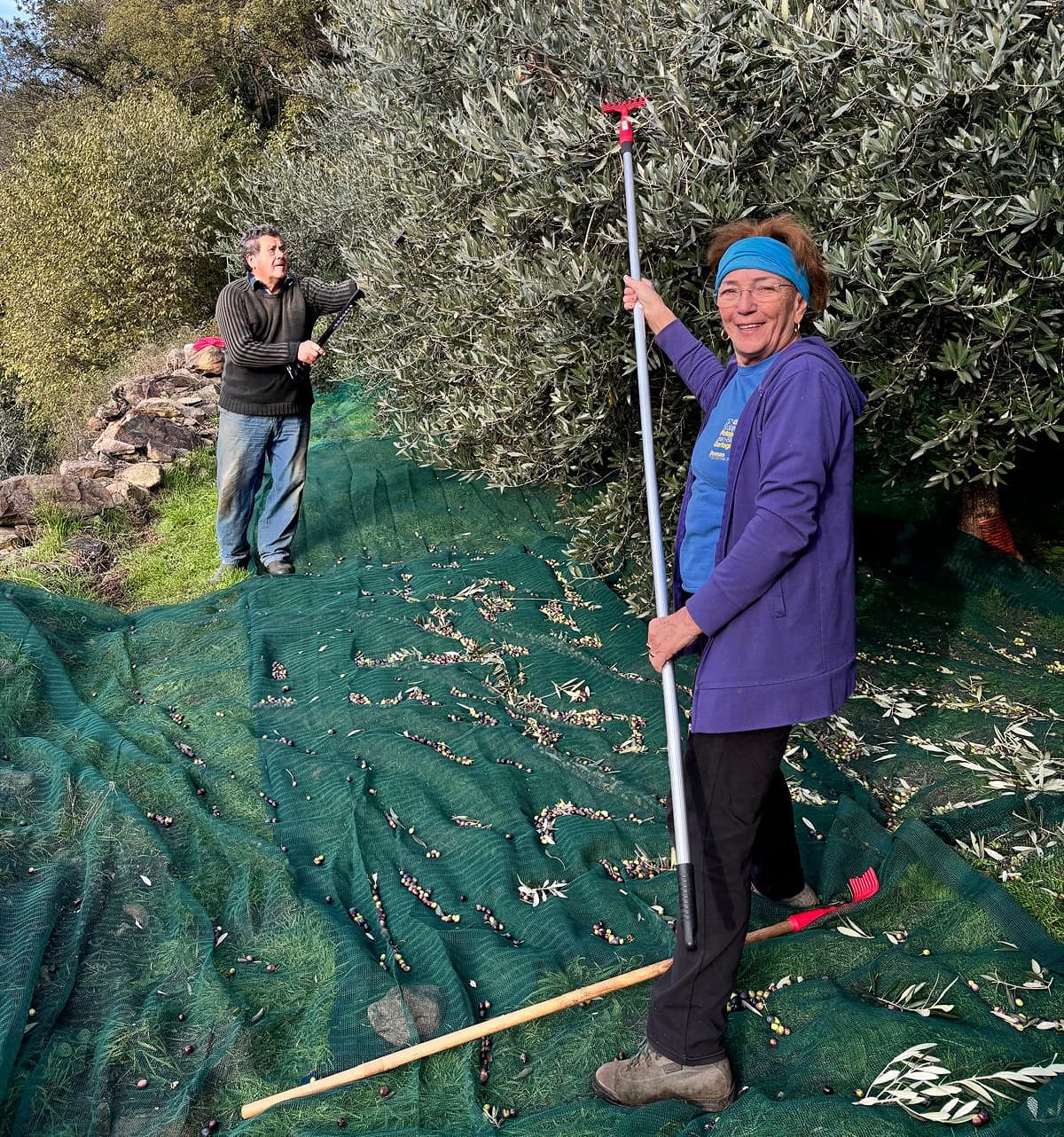 Silvia Nicco, president of the Associazione Valdostana Olivicoltori carries out harvest at her olive grove in Donnas.