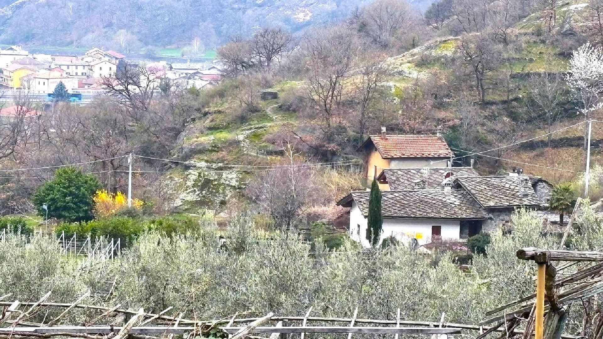 A survey of the Associazione Valdostana Olivicoltori says that plantings in the region increased from 3,000 olive trees in 2021 to 5,000 today. (Photo by Silvia Nicco)