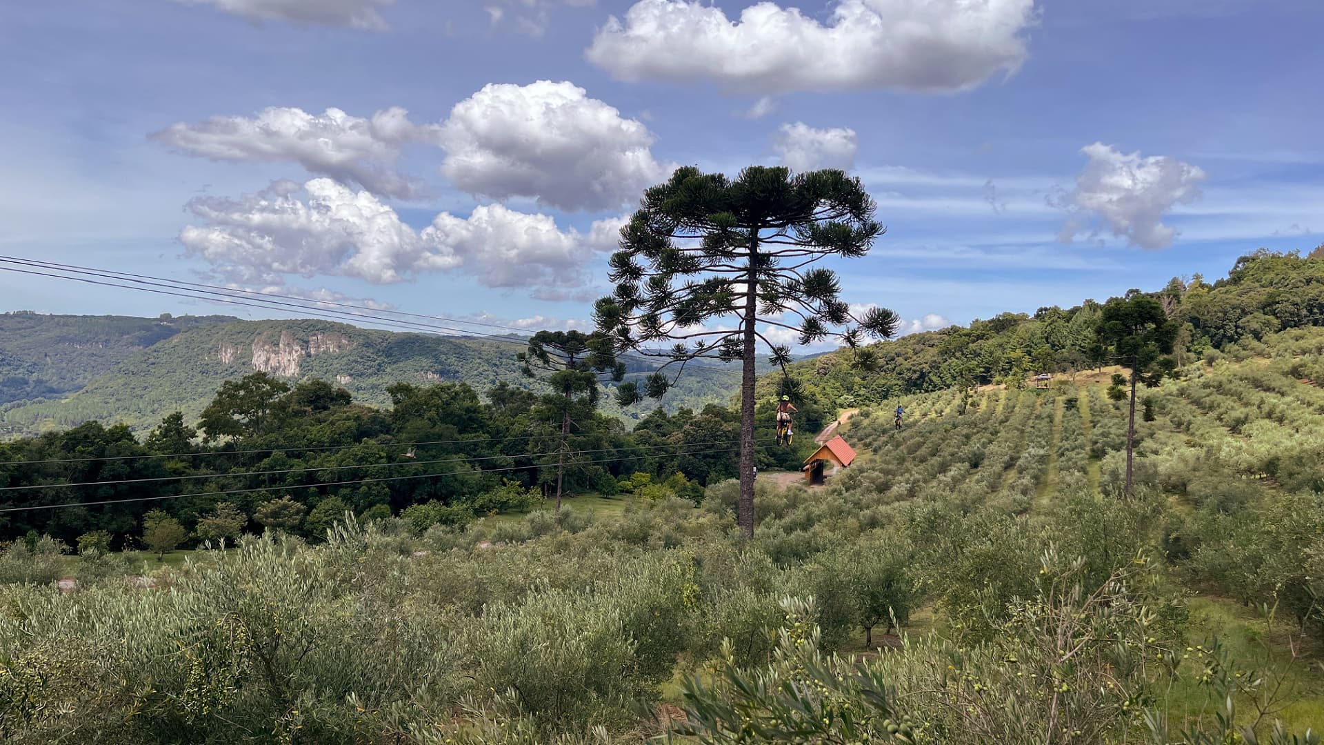 Olivas do Gramado offers visitors the chance to ride electric bicycles on an elevated track above the olive trees and view the harvest from above. (Photo: Daniel Dawson)