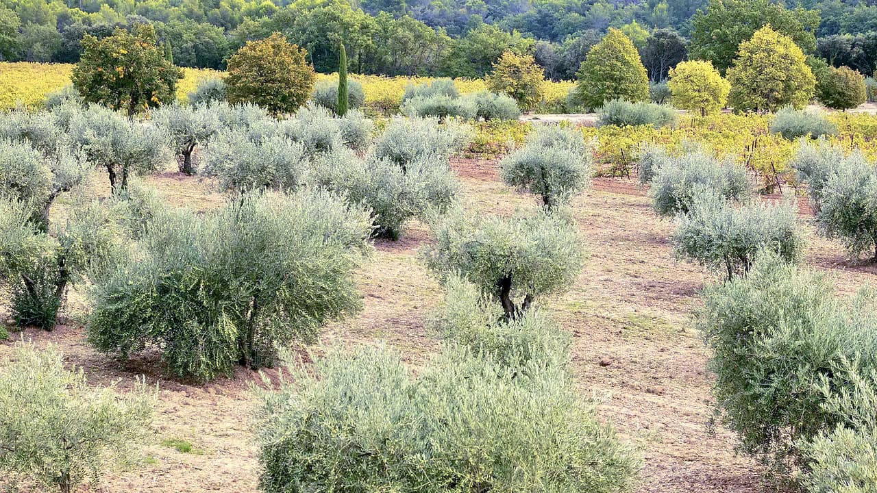 Domaine de Gerbaud’s olive groves are located at the foothills of the Grand Luberon mountains in Provence.