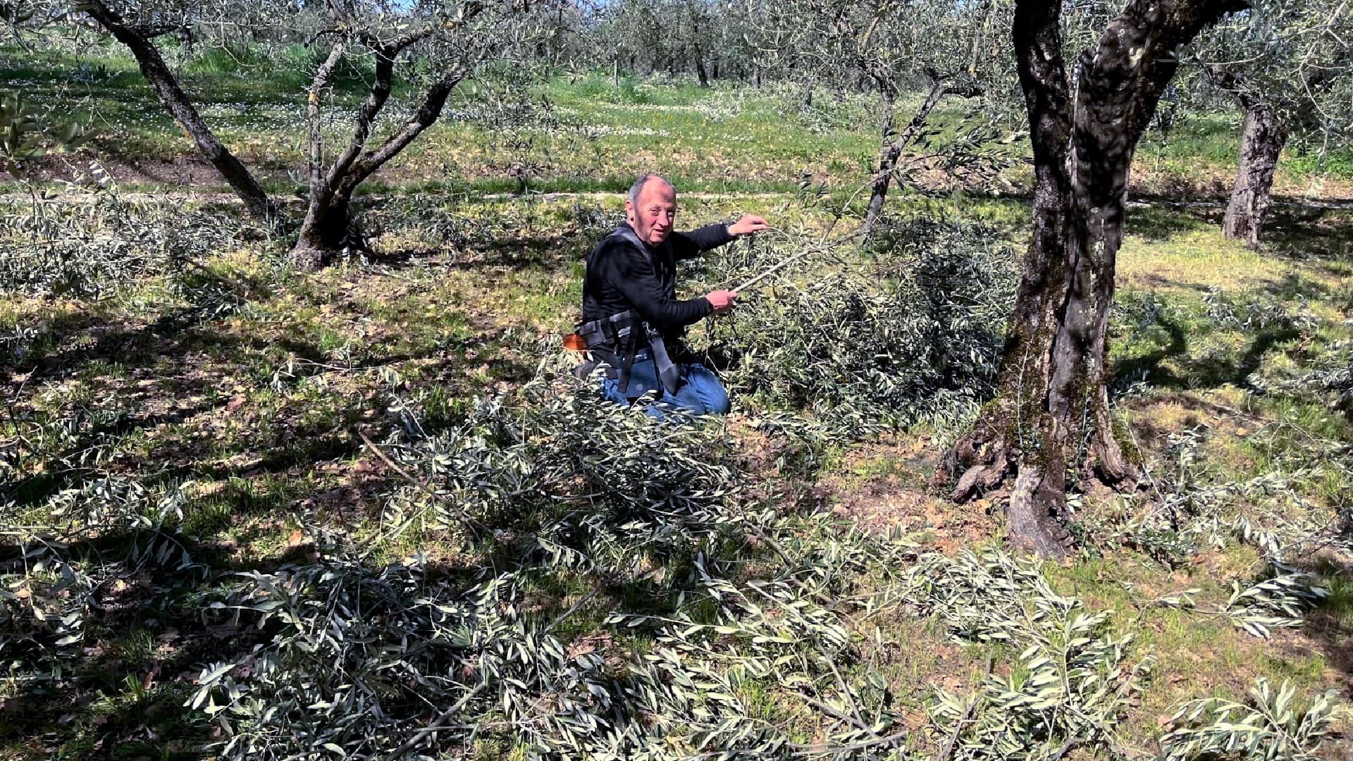 During pruning, growers from fifteen Umbrian Olive Oil Cities collected the branches that have been offered for the Palm Sunday mass celebrated by Pope Leo XIV. (Photo by Città dell’Olio)