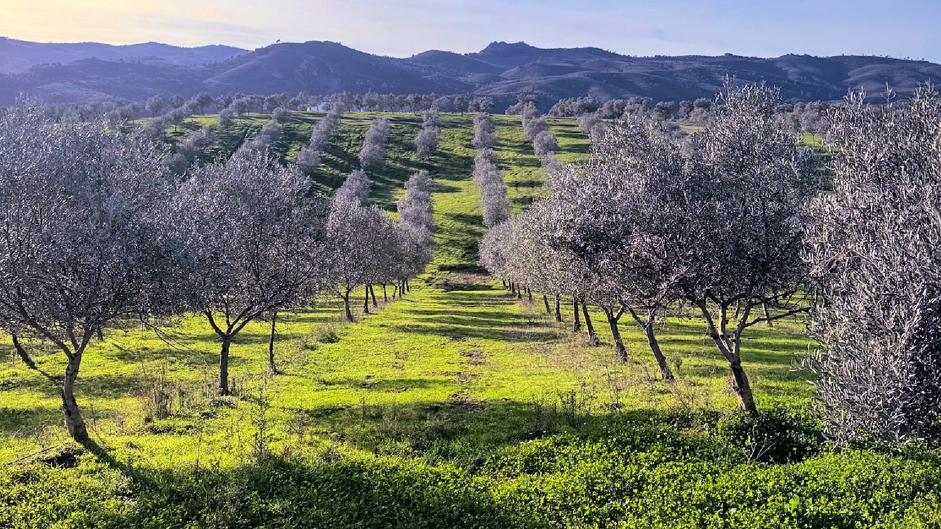 Groves in northern Portugal