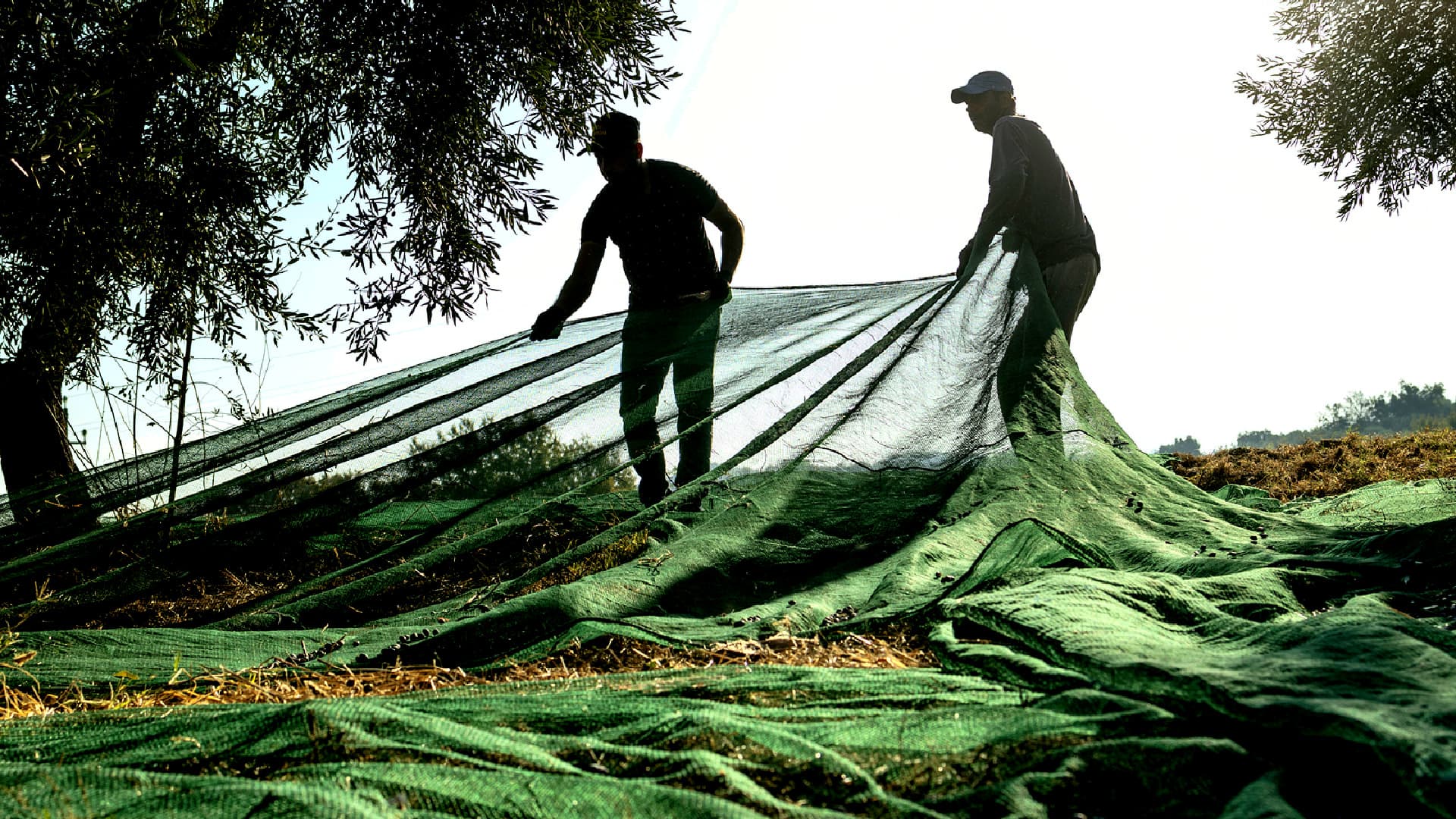 Harvest at Trespaldum