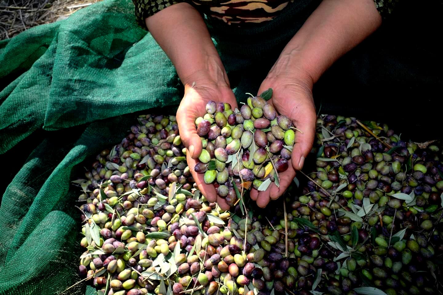 Souri olives from Lebanon (Photo: Solar)