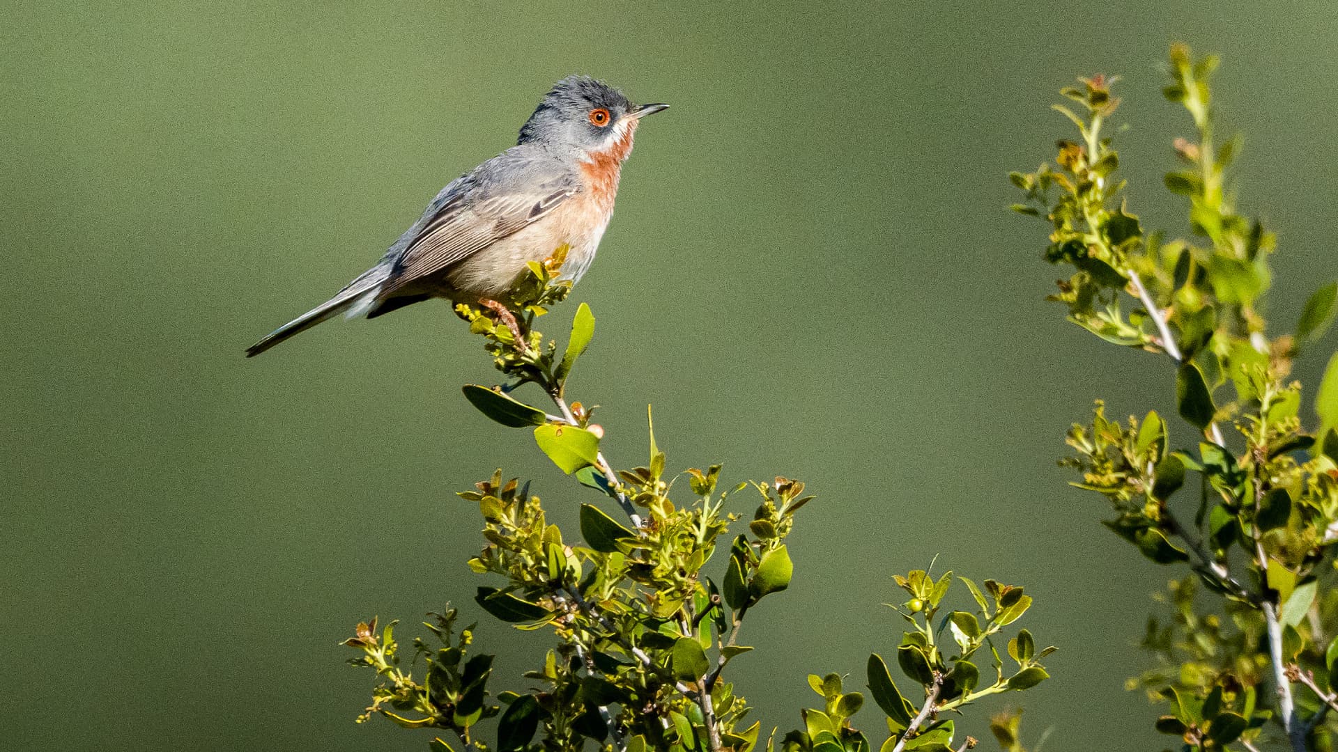 A bird perches among the trees at Sevilma’s farm in western Anatolia, where biodiversity and traditional olive-growing landscapes shape the producer’s work.