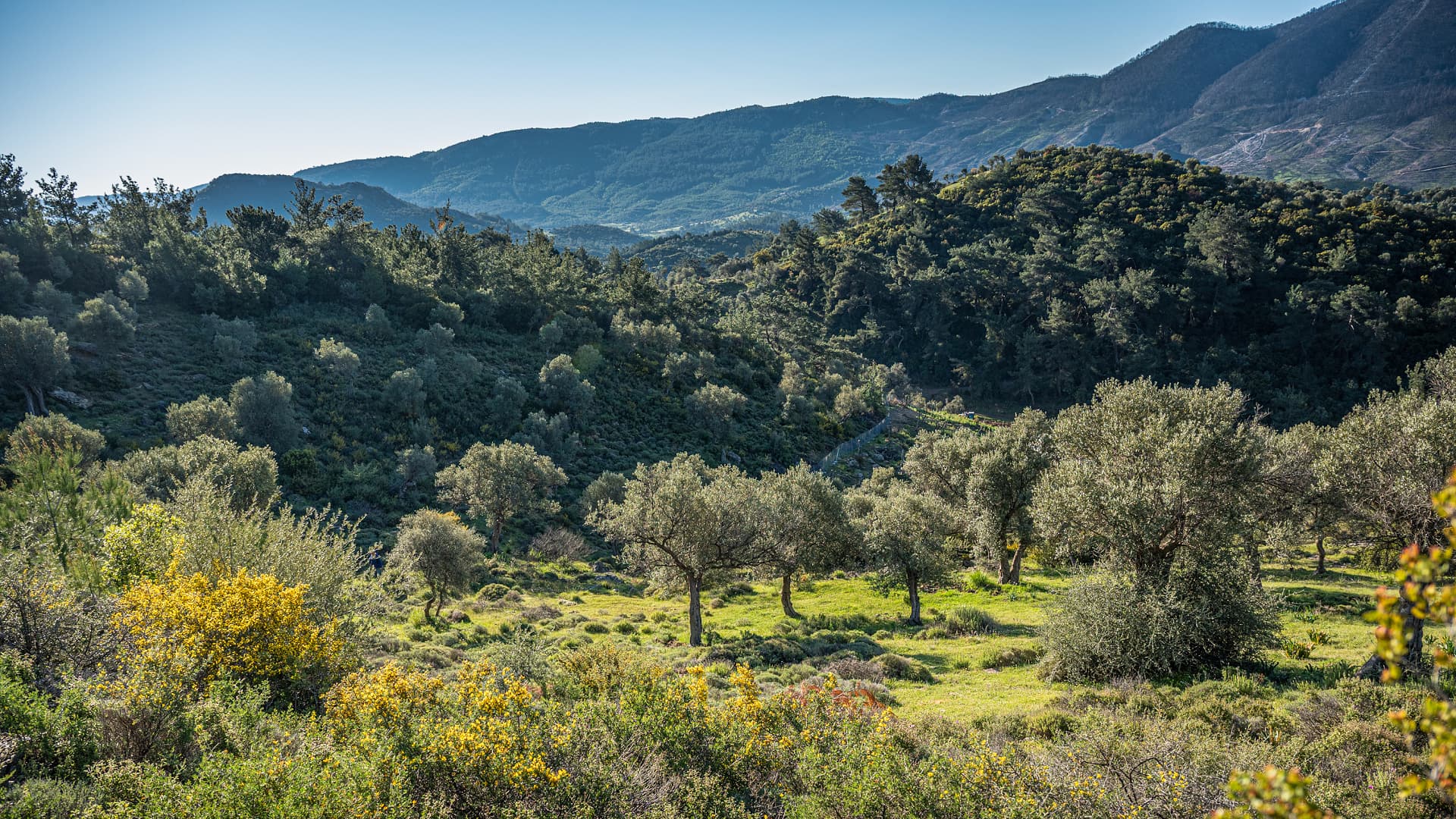 Olive groves and native vegetation surround Sevilma’s farm in western Anatolia, reflecting the biodiverse landscape that shapes the producer’s work.