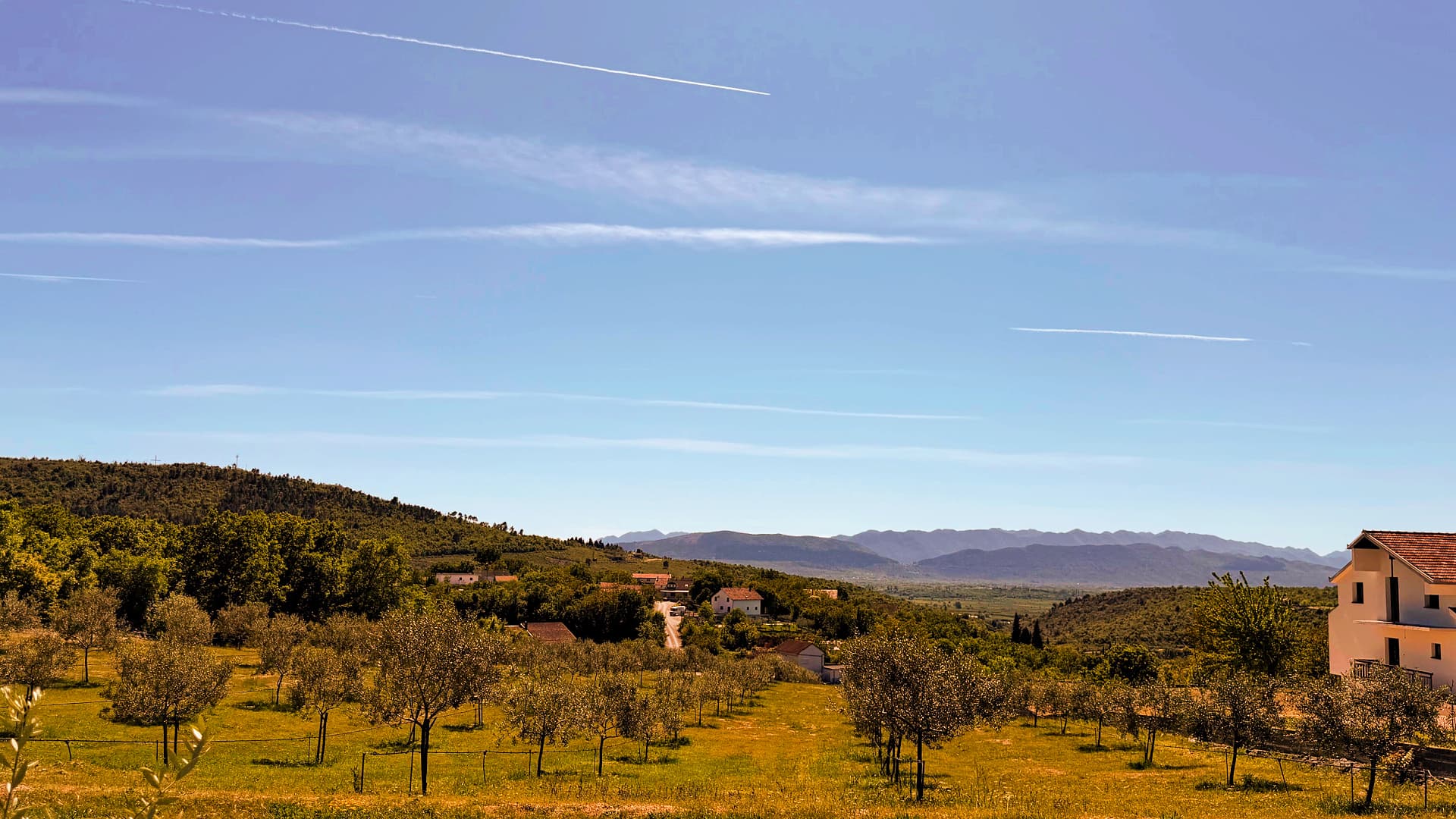 Olive groves stretch across the rocky hills of Radišići near Ljubuški, where a new generation of producers is turning rugged terrain into award-winning olive oil.