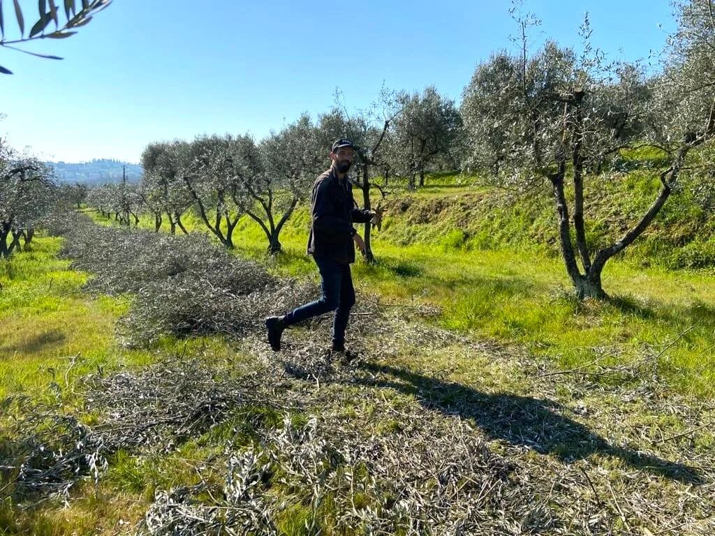 Francesco Piattelli Palmarini oversees pruning of Moraiolo trees at Agricola Maraviglia in Monte San Savino, near Arezzo, Tuscany