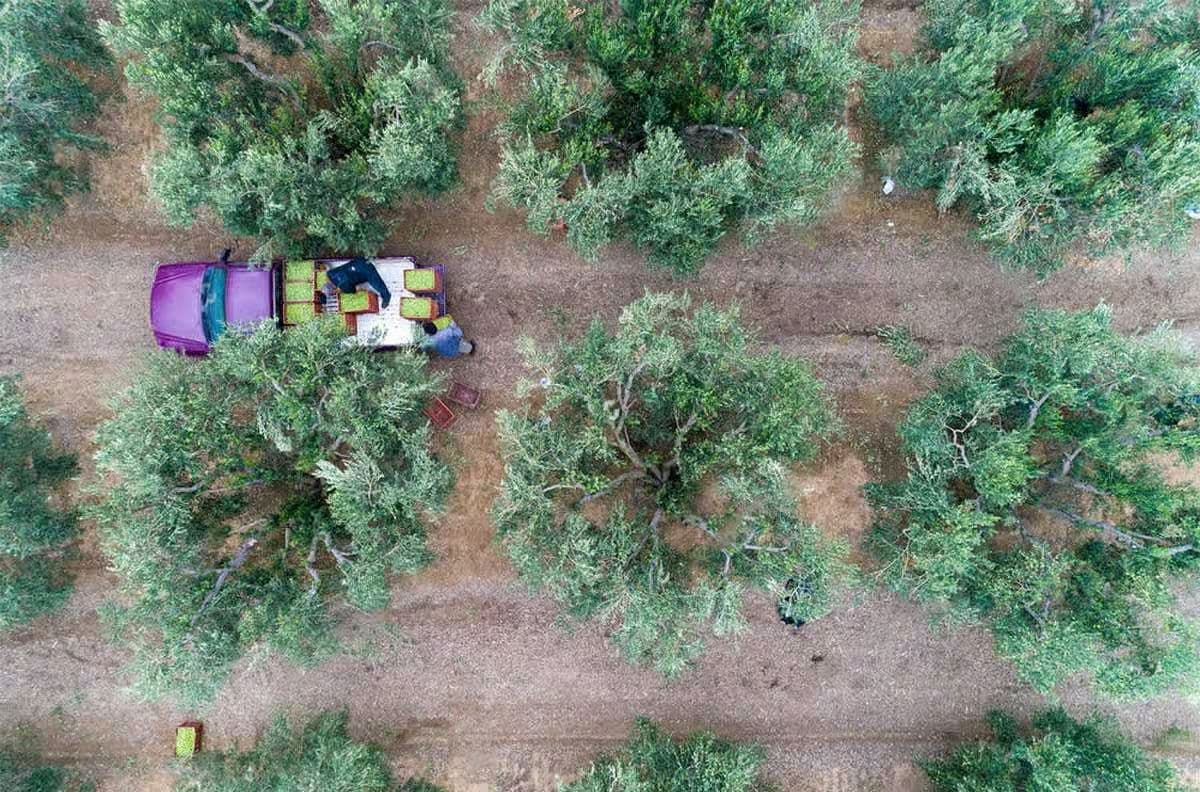 Olive trees in the Peloponnese (Photo: G-Team)