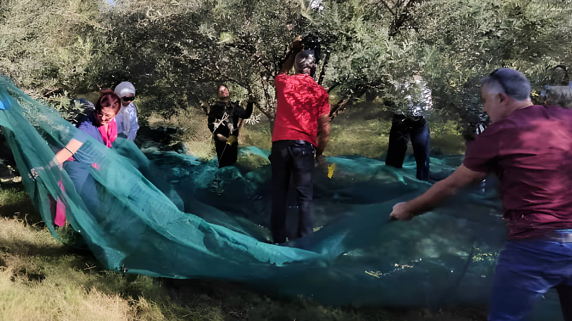 The harvest in Dahbia