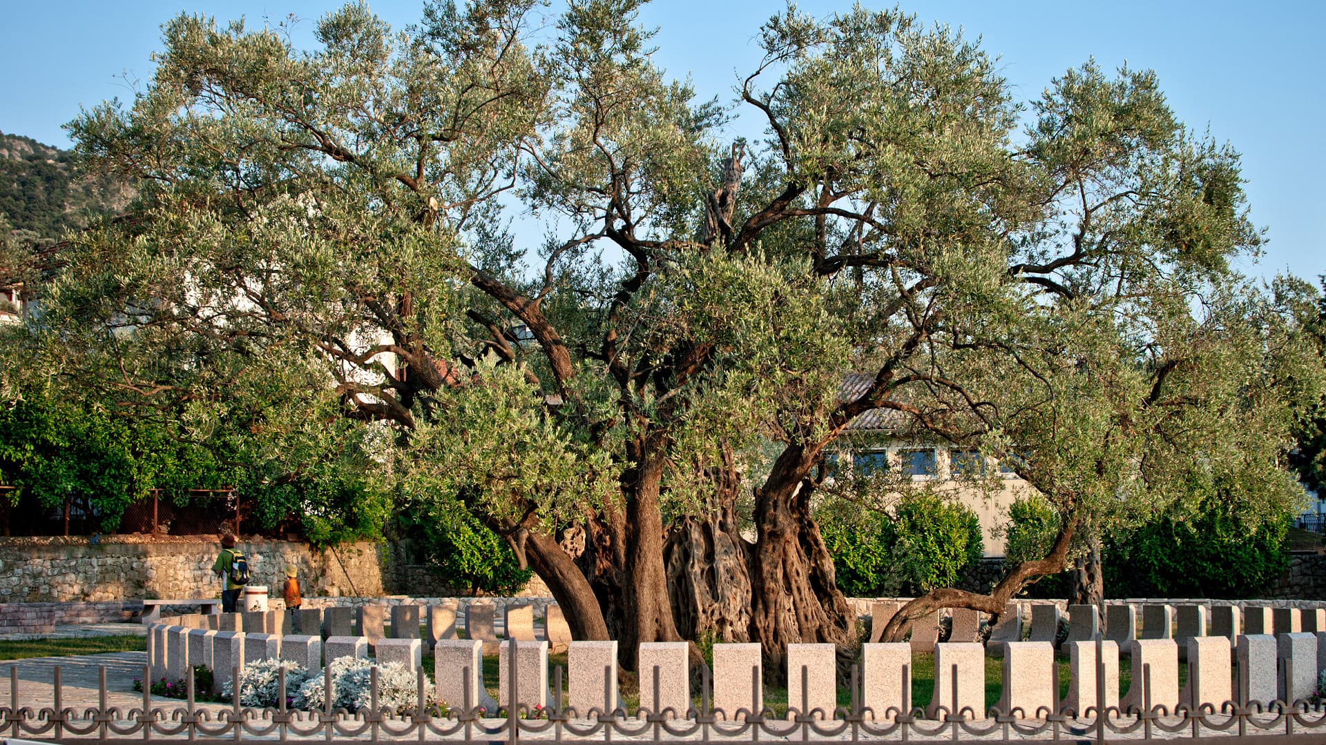 The old olive tree in Bar, Montenegro