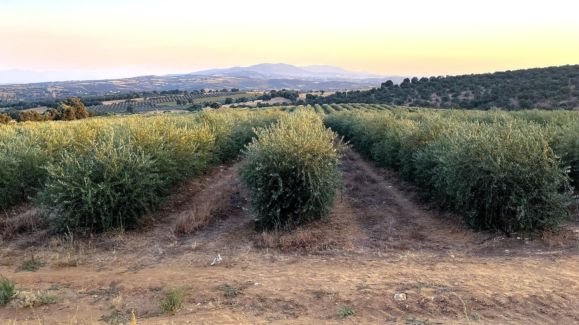Rows of olive trees at Zagoda’s grove in western Türkiye, where early harvesting and same-day milling are used to preserve freshness and aromatic quality.