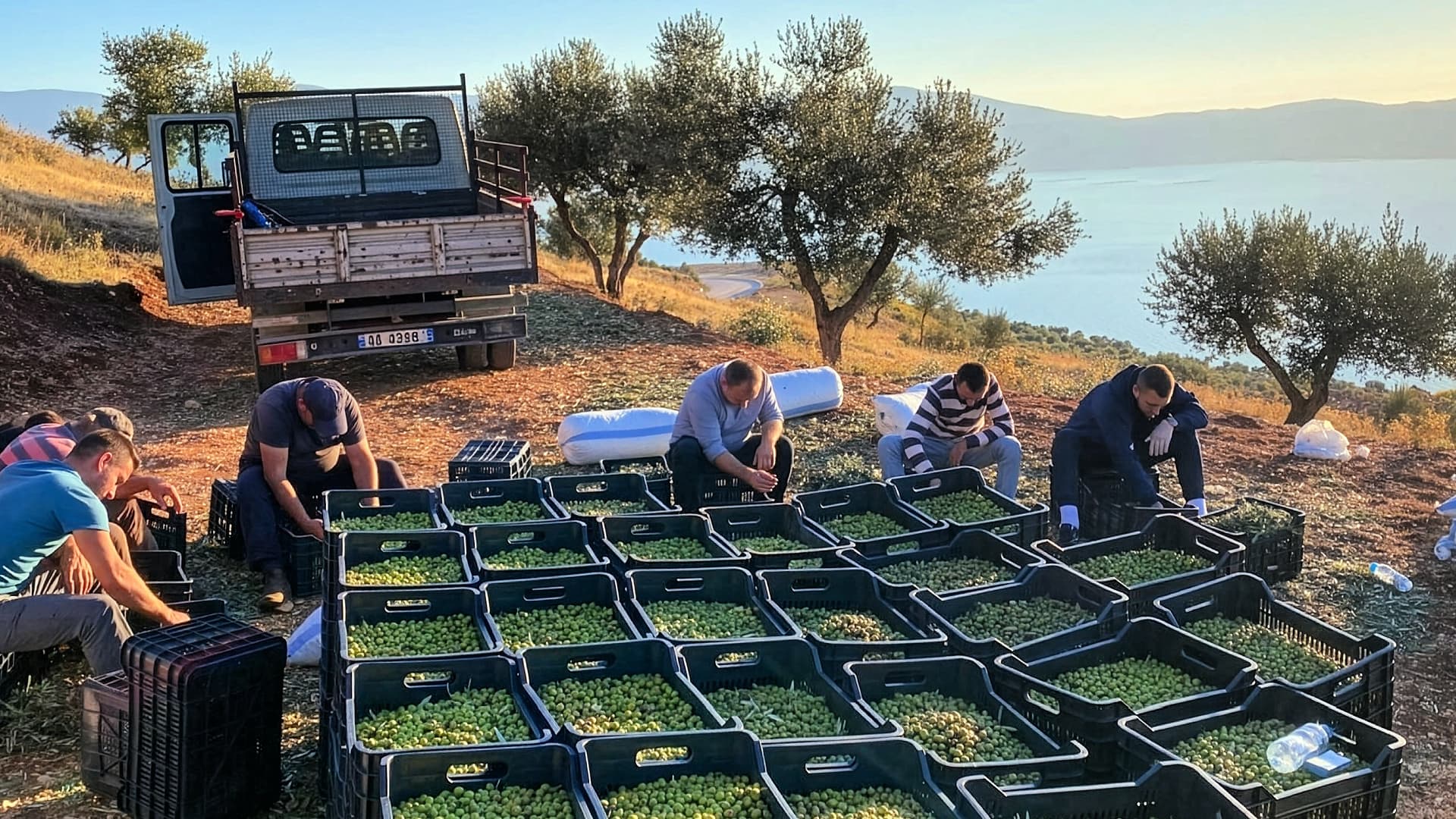 The Musai Olive Oil team sorts freshly harvested Kalinjot olives overlooking the Albanian Riviera near Vlora, where coastal breezes and rocky hillsides shape the character of the region’s olive oils.
