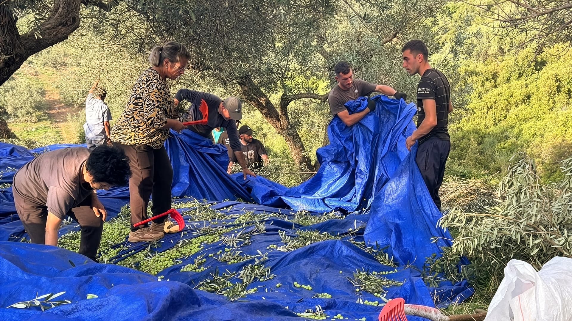 Workers gather olives beneath centuries-old trees in southwestern Albania, where traditional harvesting methods remain central to the production of high-quality extra virgin olive oil.