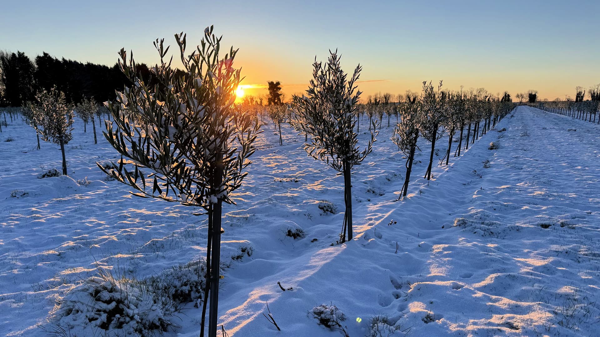 Ulivi coperti di neve nel boschetto di Hoyles