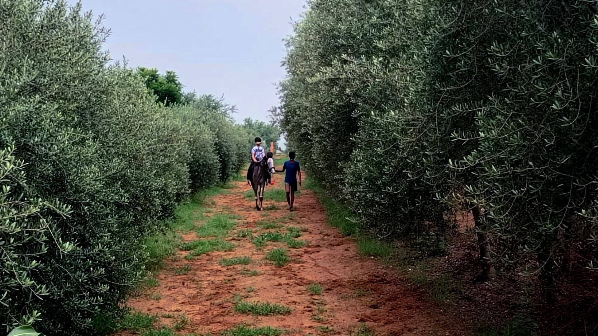 File di ulivi costeggiano un boschetto presso la Manjoo Farms, nell’India meridionale, dove i produttori stanno sperimentando la coltivazione di olive su larga scala in un clima non mediterraneo.