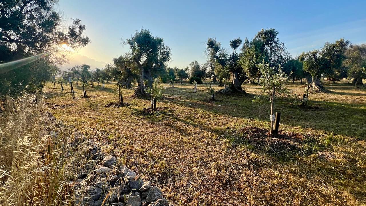 A survey was conducted to document the fauna and flora inhabiting in the Columella groves, revealing a remarkable biodiversity. These findings now serve as a key resource in the farm’s educational activities.