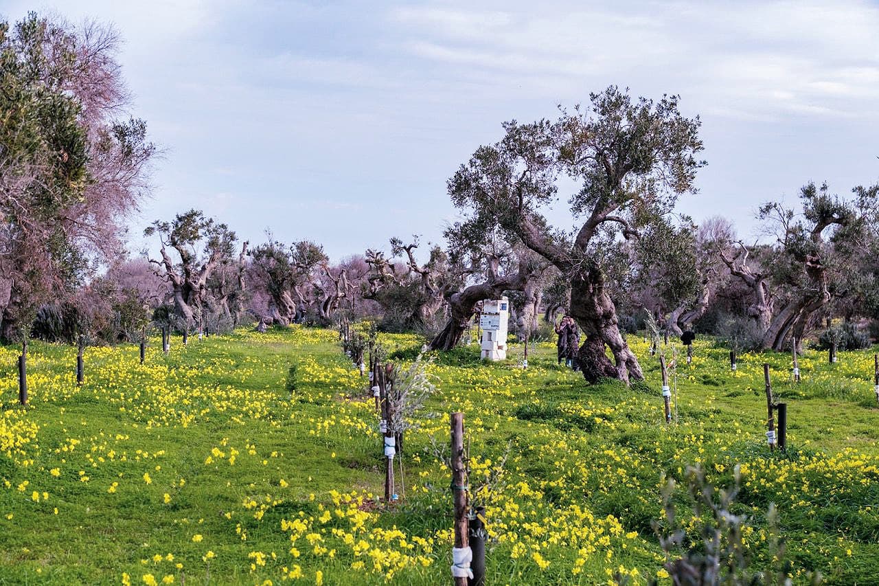 Through an initiative that involved the local community and farmers, the Columella farm planted 600 new olive trees and 400 Mediterranean shrubland plants, restored dry-stone walls and rebuilt the vegetative ground cover.