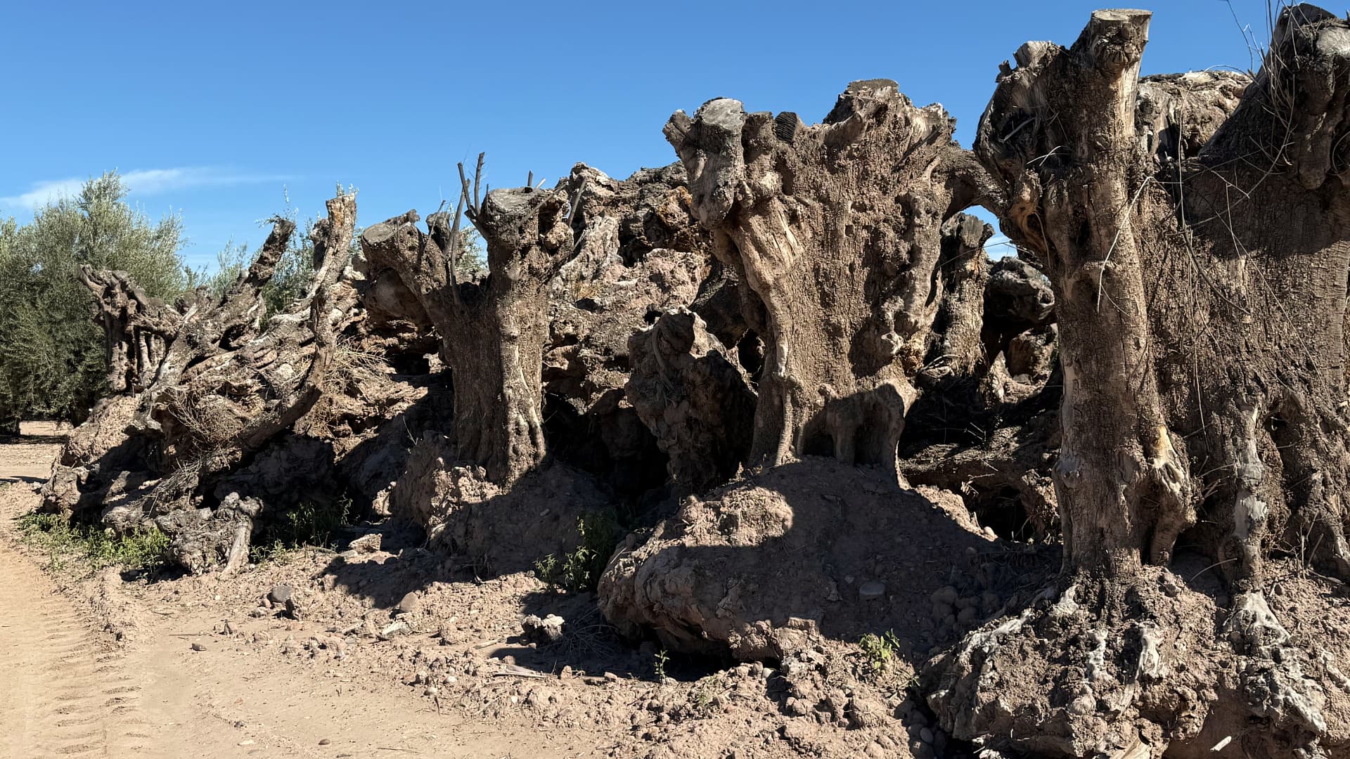 Y.S. OLIVE TREES PARADISE 4/4 ビンテージ【整備品】 A Sanctuary for Mendoza's Ancient Olive Trees | Olive Oil Times