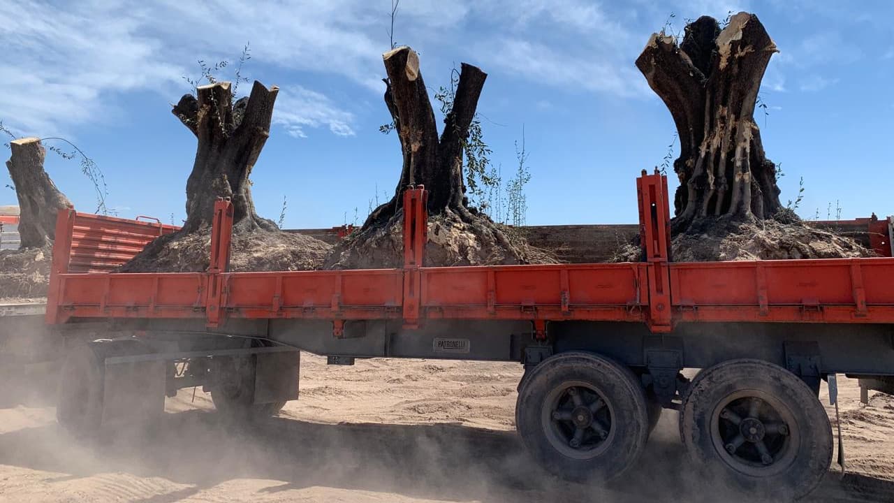 Centuries-old olive trees are transported across Mendoza after being rescued from properties slated for redevelopment, part of the Cicero family’s effort to preserve the region’s historic groves.