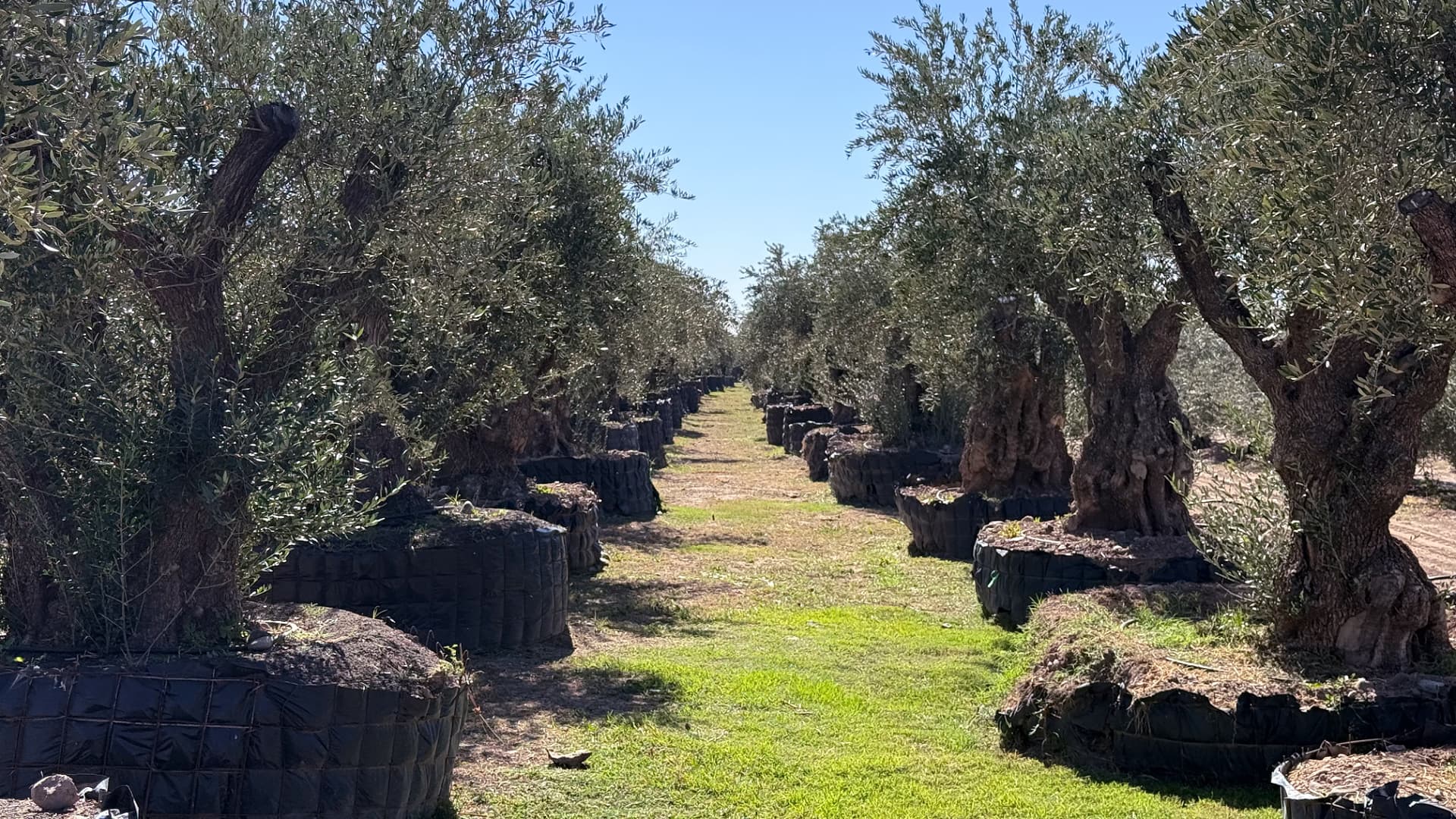メンドーサの古木オリーブの聖域 | Olive Oil Times
