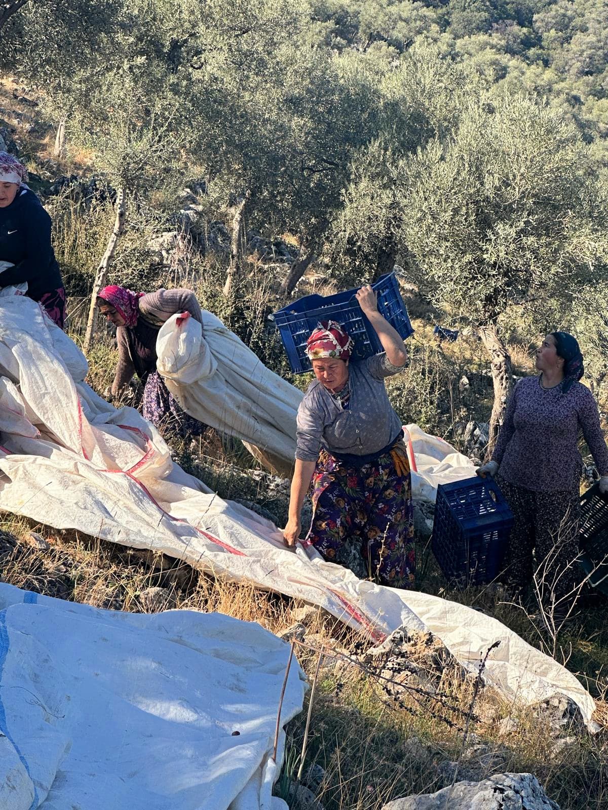 At Eminems Olive Oil, the team of harvesters is composed mostly of women.