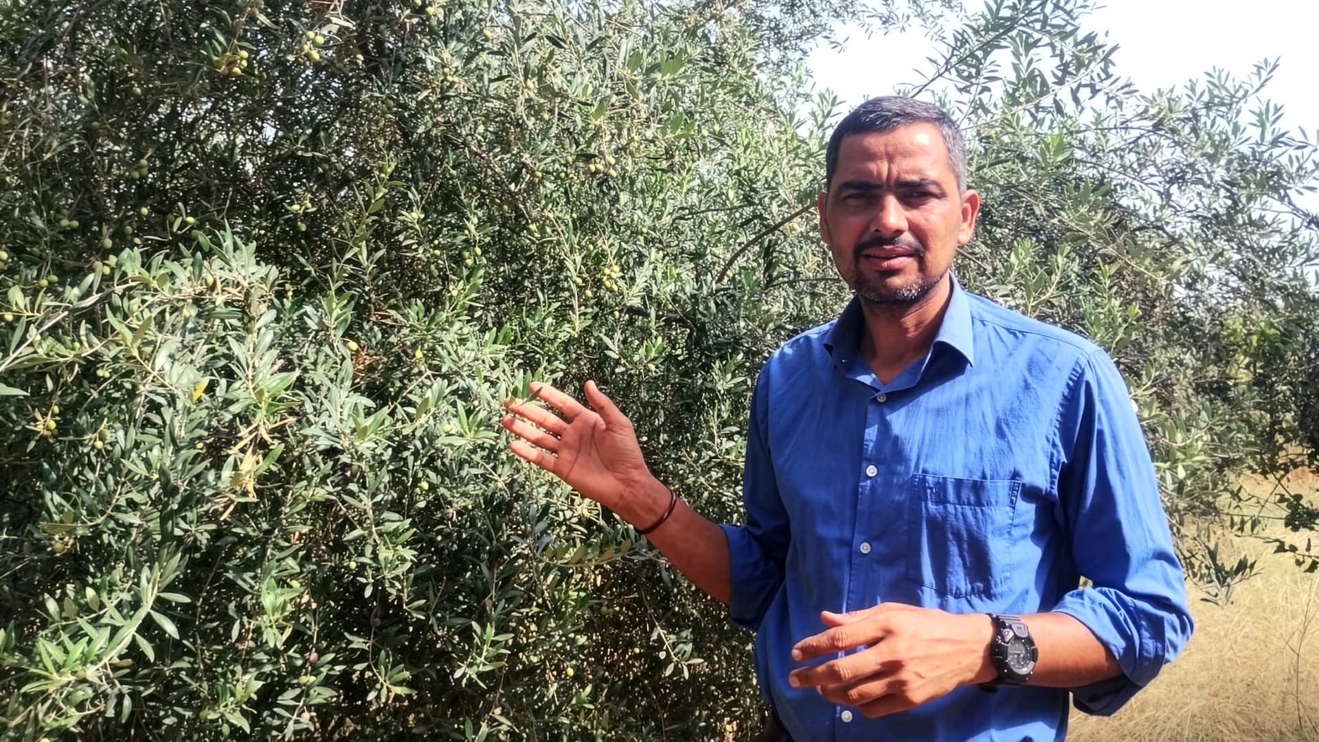 Mukesh Manjoo in mezzo agli ulivi della Manjoo Farms, dove alcuni oliveti sperimentali nel sud dell’India stanno testando i limiti della coltivazione dell’olivo al di fuori dei tradizionali climi mediterranei.