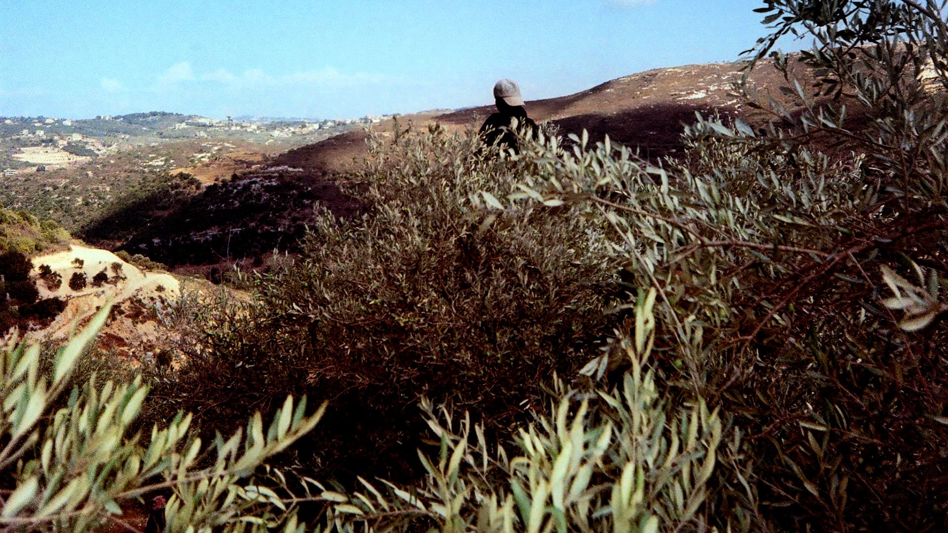 The olive-dotted hills of Koura