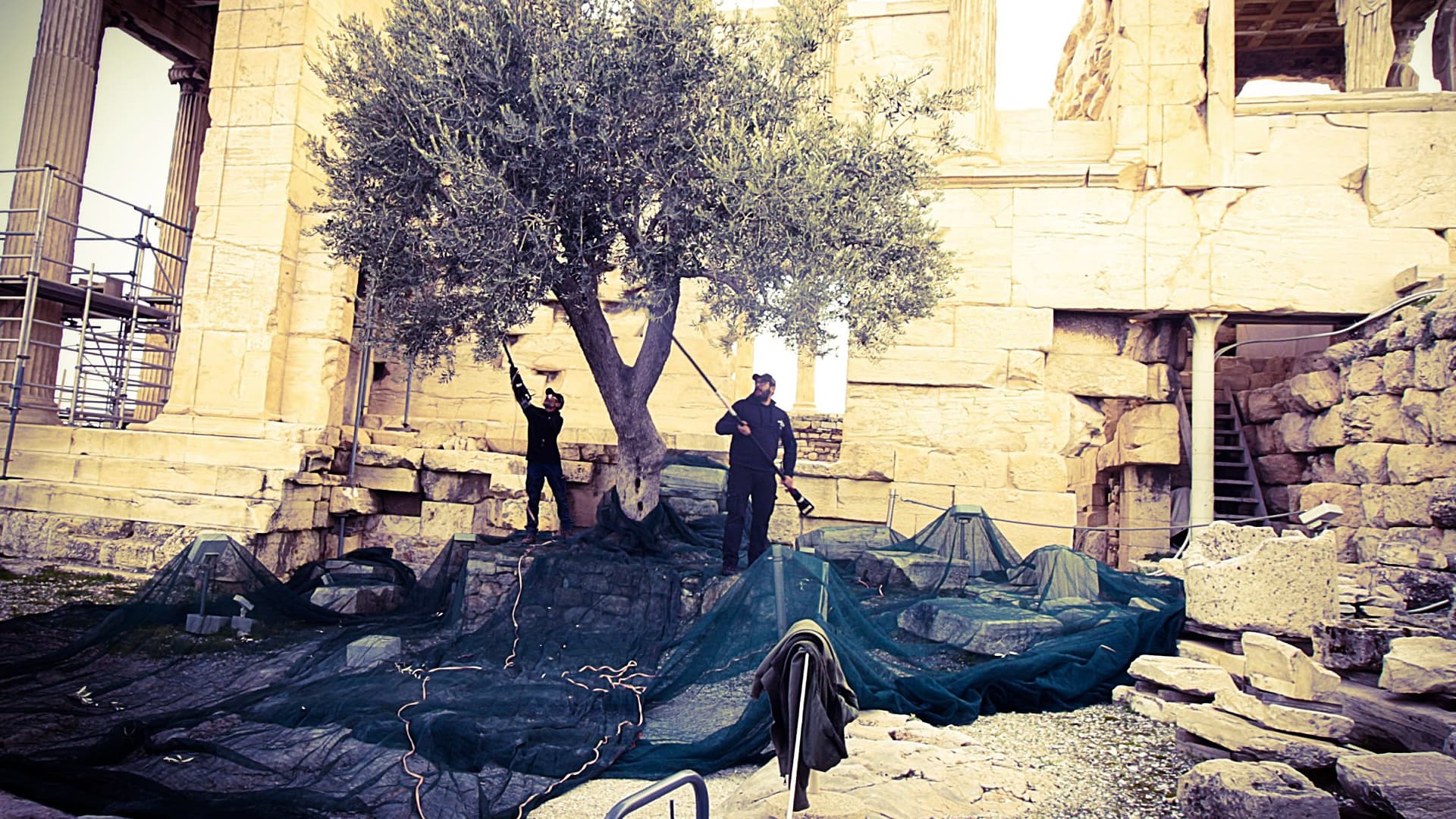 Olive harvesting at the Acropolis in Athens, one of several iconic archaeological sites whose trees contribute to The Master Miller’s heritage olive oil program.