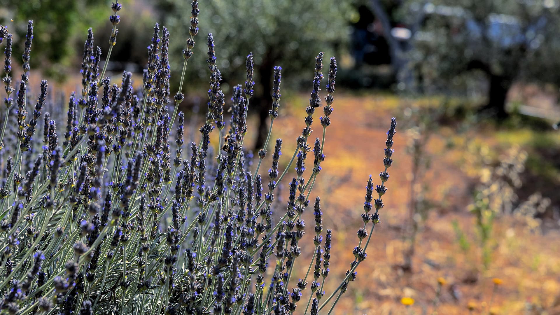 To Pervoli Tou Theodorou’da zeytin ağaçlarının arasında lavanta ve diğer aromatik bitkiler yetişiyor; burada ürün çeşitliliği, çiftliğin biyolojik çeşitliliğini artırırken ek gelir kaynakları da yaratıyor.