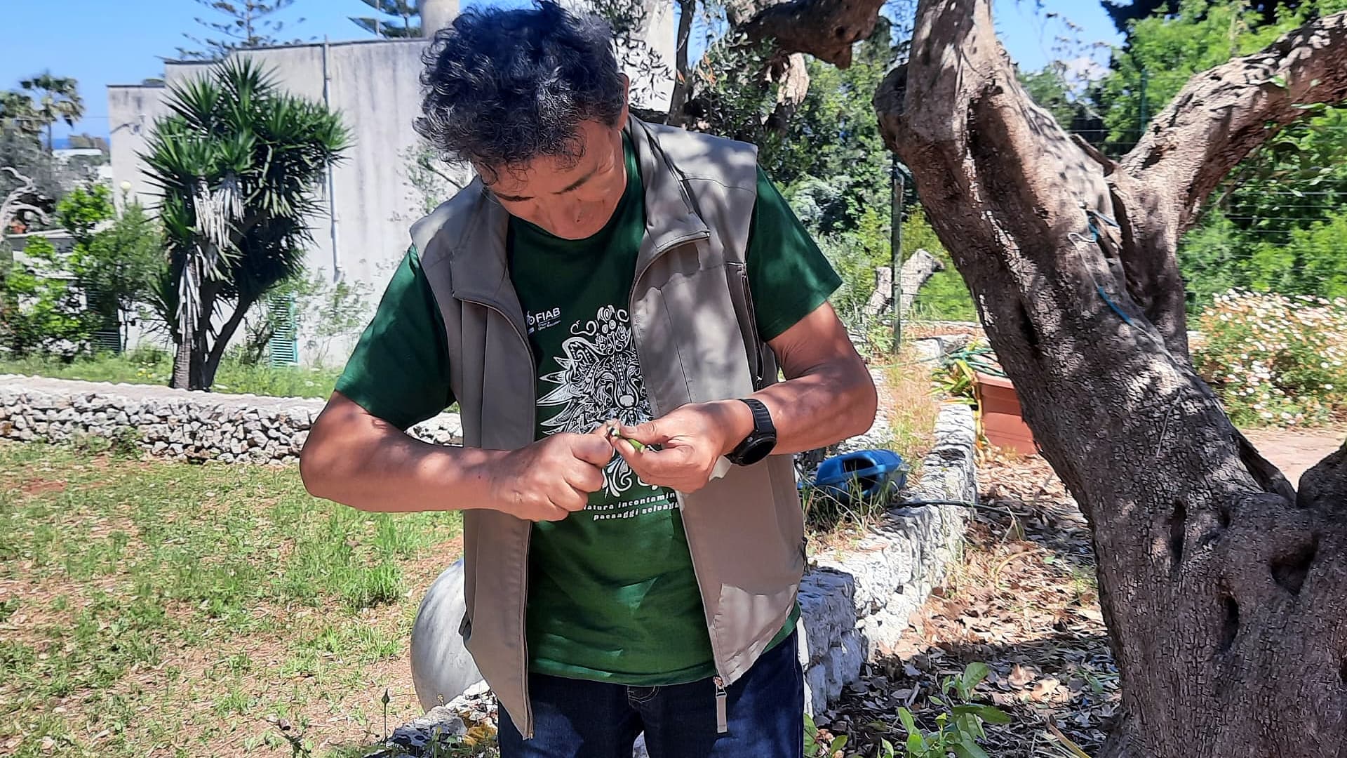 Felice Suma prepares a scion to graft a centuries-old olive tree in Puglia.