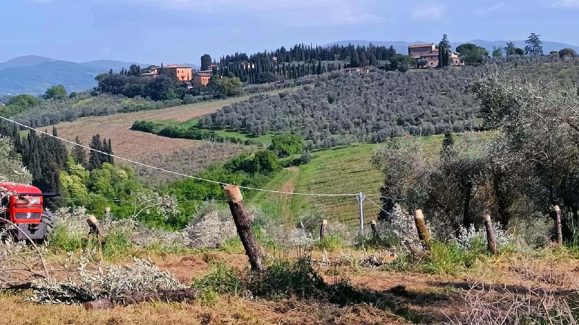 At the Villa Corsini a Mezzomonte estate, the olive grove was restored using crown grafting. Photo by Simone Atzori.