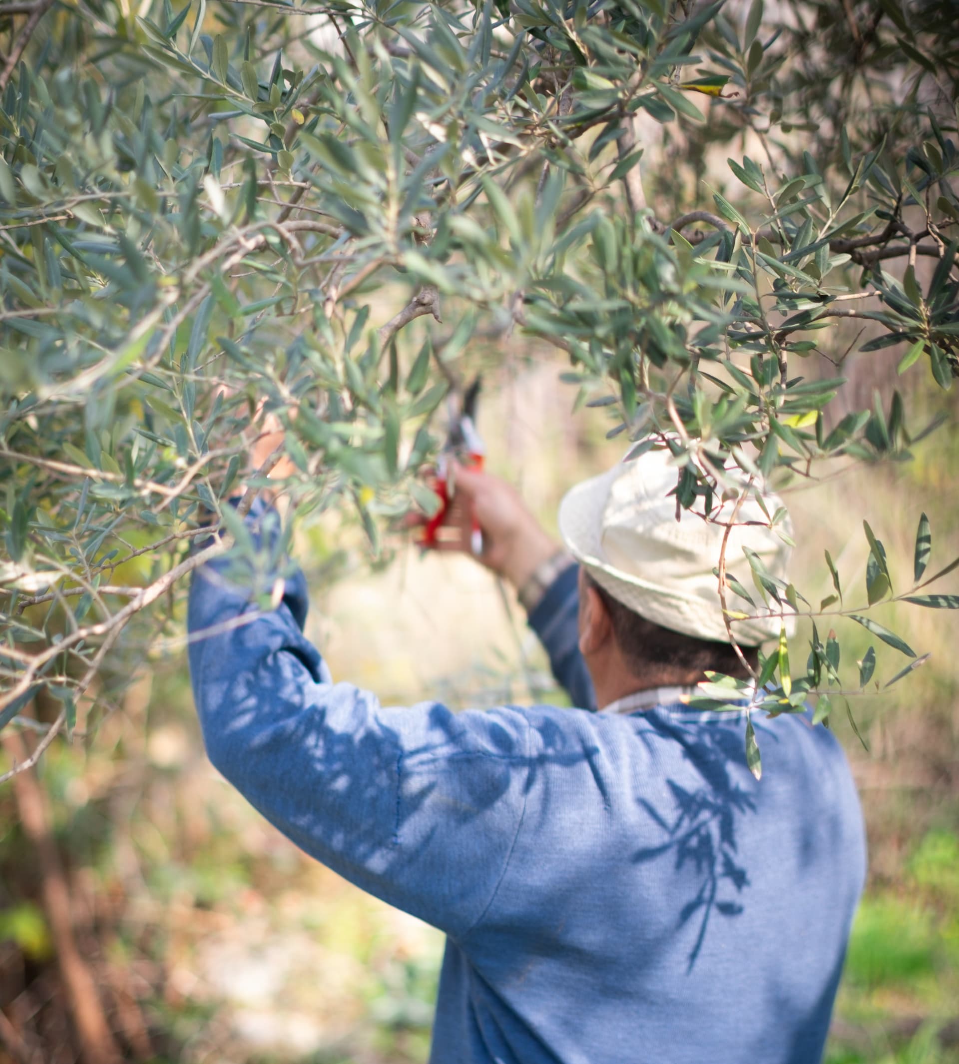 Pruning olive trees at Solar’s groves in northern Lebanon, where careful canopy management supports tree health and biodiversity.