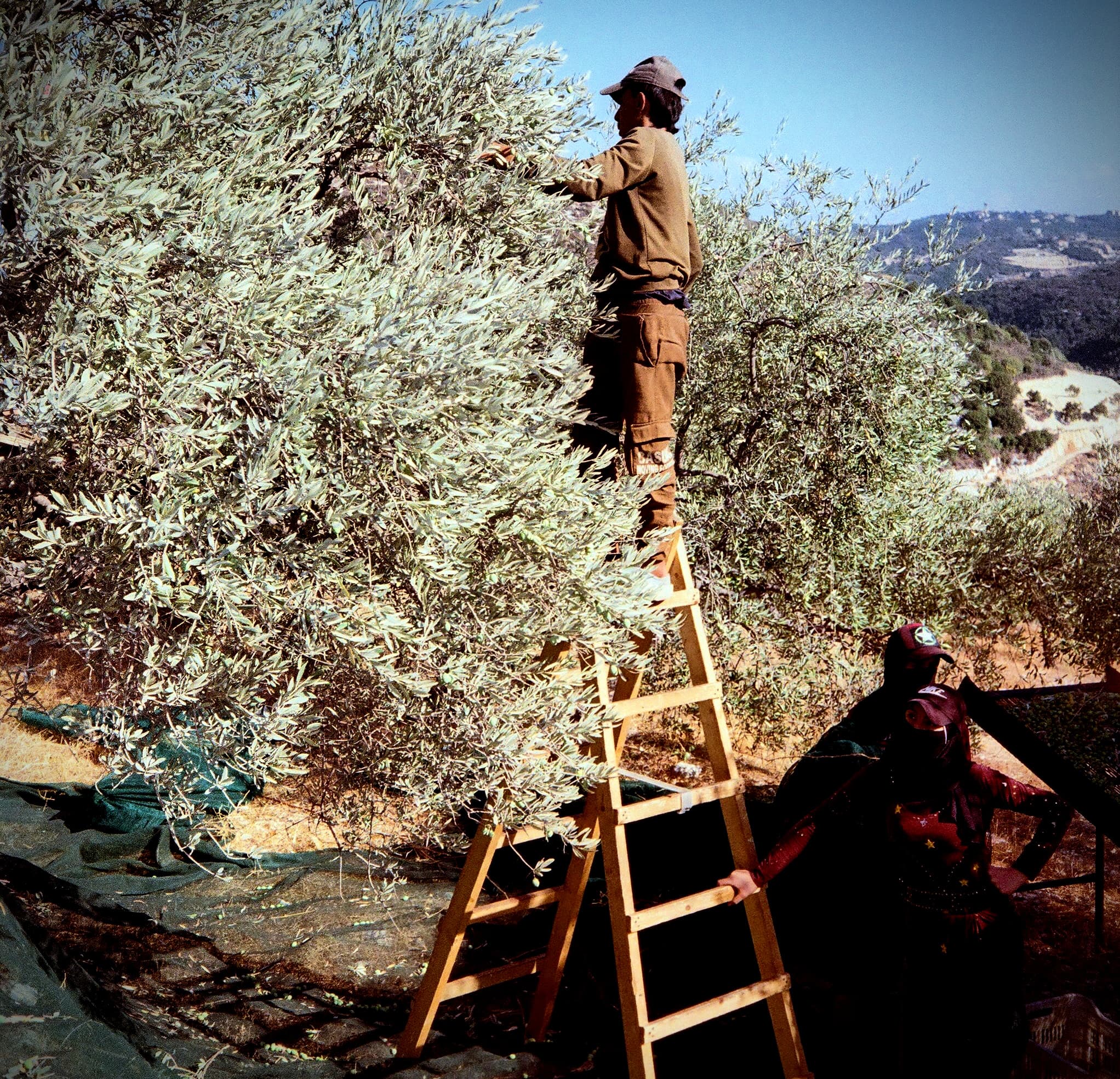 Workers harvest olives at Solar’s groves in northern Lebanon.