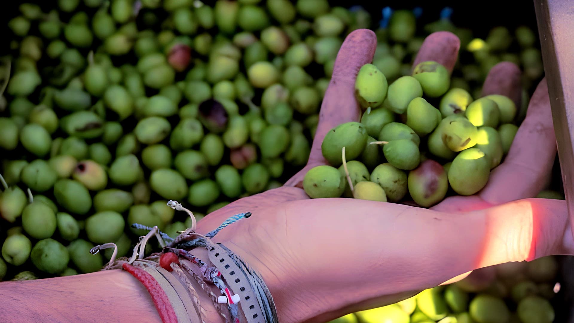 Freshly harvested olives from Solar’s groves in northern Lebanon.