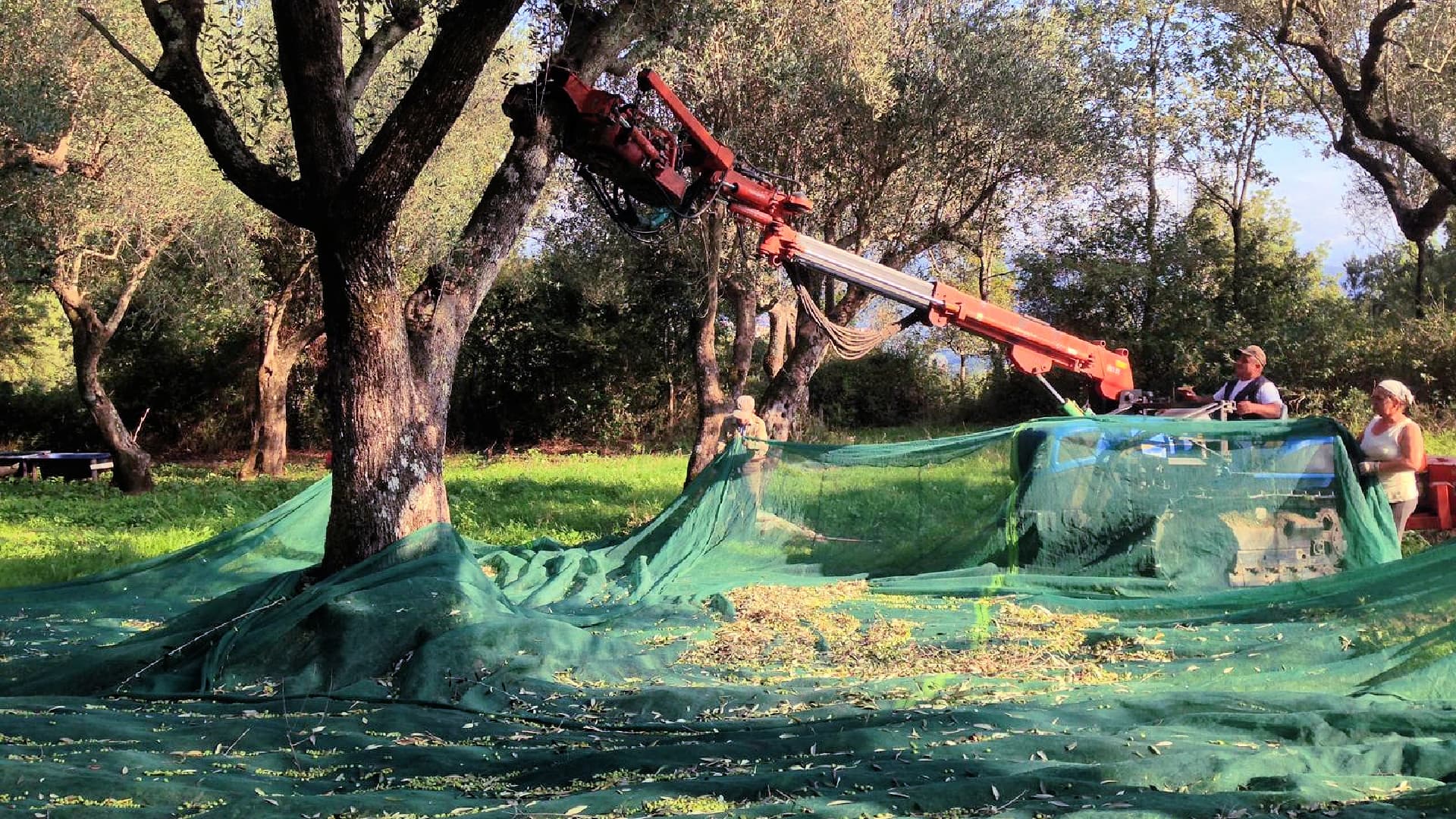 Harvest in the centuries-old olive grove at the Marsicani farm.