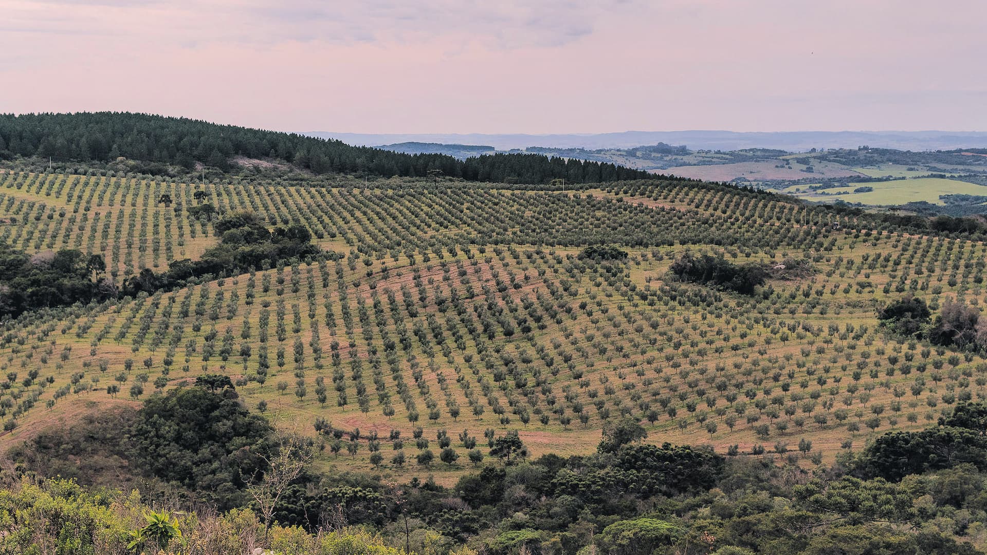 As Brazil’s olive oil production reaches record levels, producers are betting on a new certification program to position domestic oils at the highest end of the market. (Photo: Capolivo)