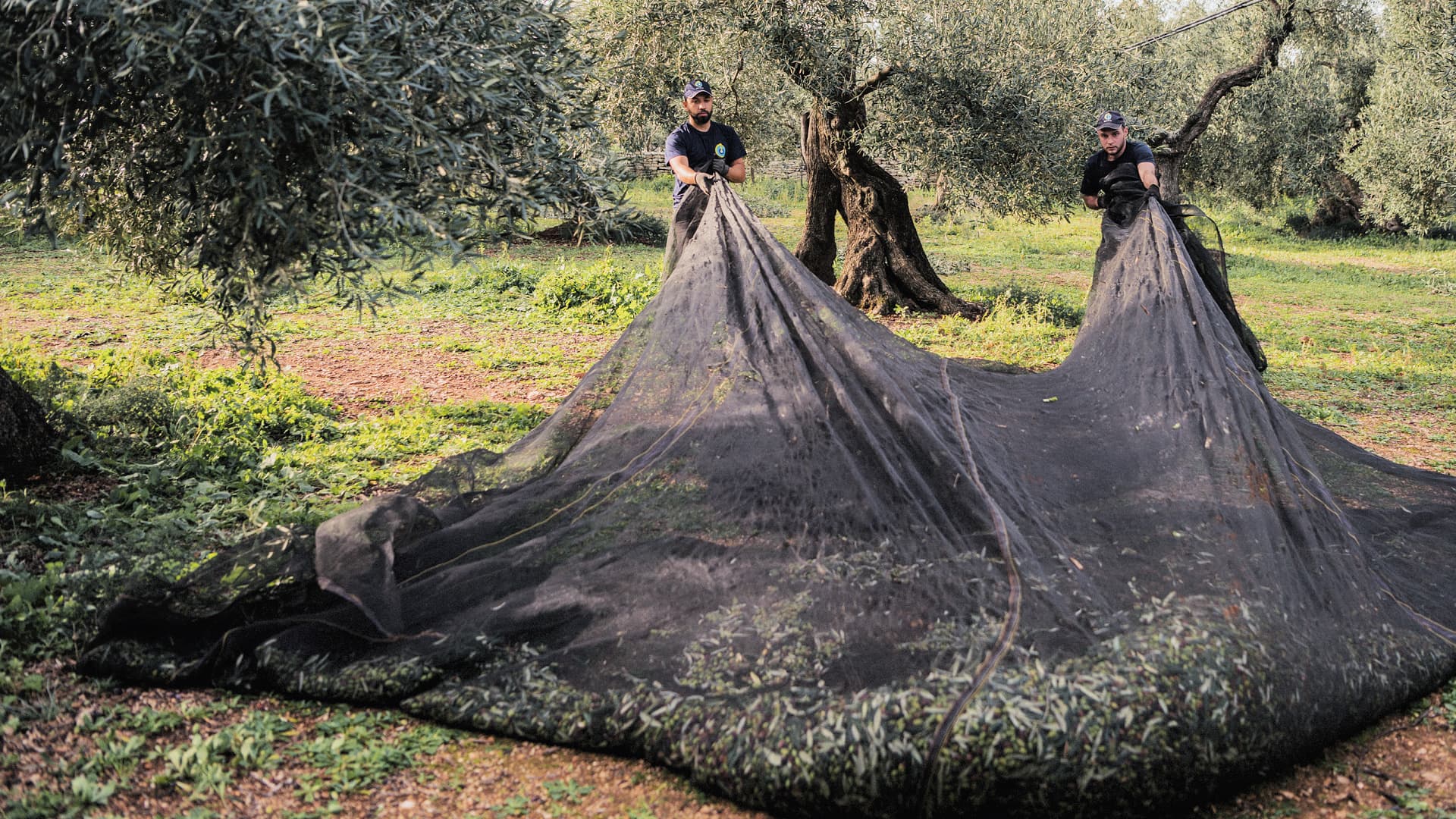 The De Palo estate spans several plots over 50 hectares of land and hosts 12,000 Coratina and Ogliarola Barese trees.