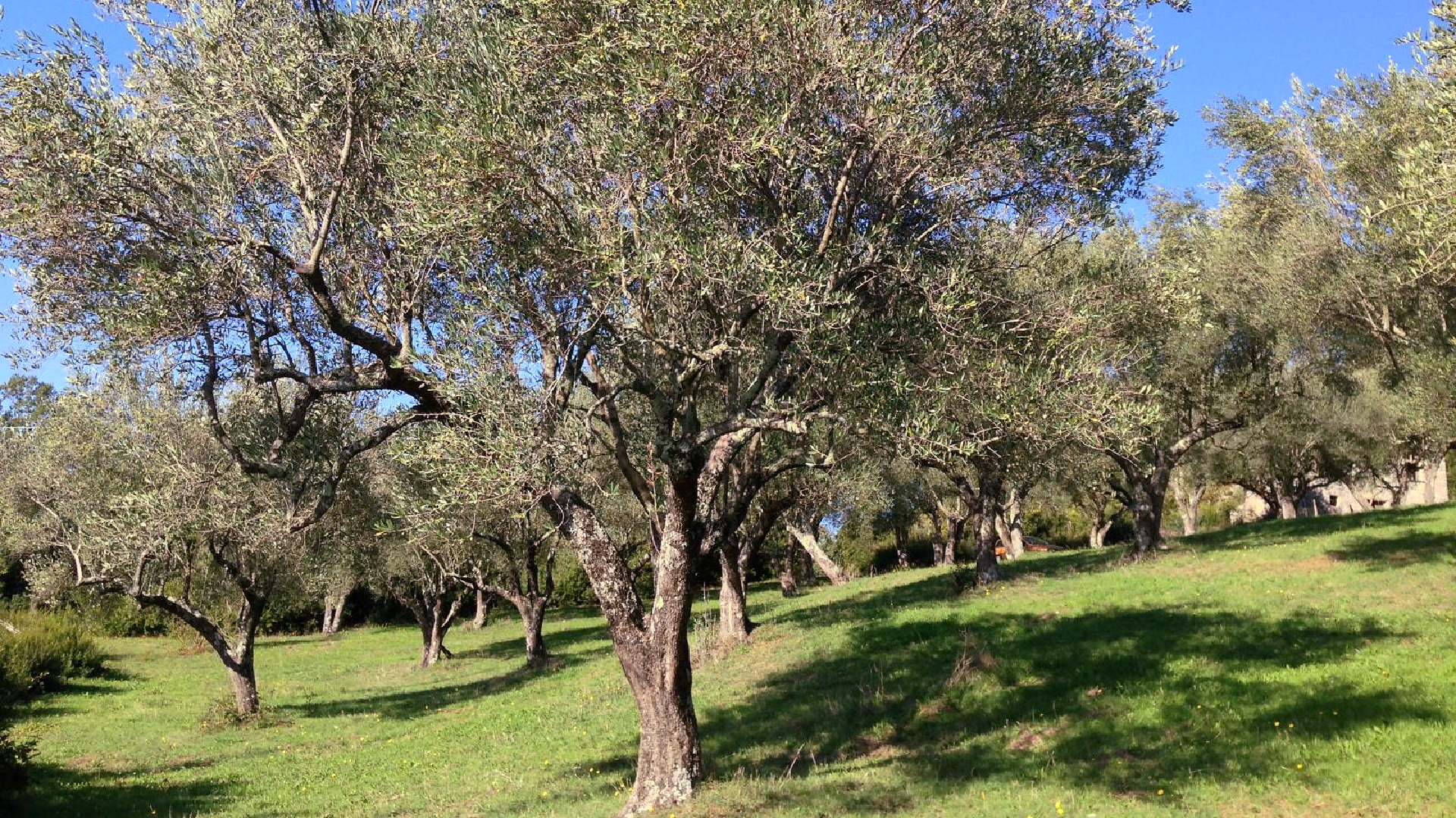 Marsicani’s farm is located in Sicilì, a hamlet of the Campanian village of Morigerati, set within the Cilento, Vallo di Diano and Alburni National Park.