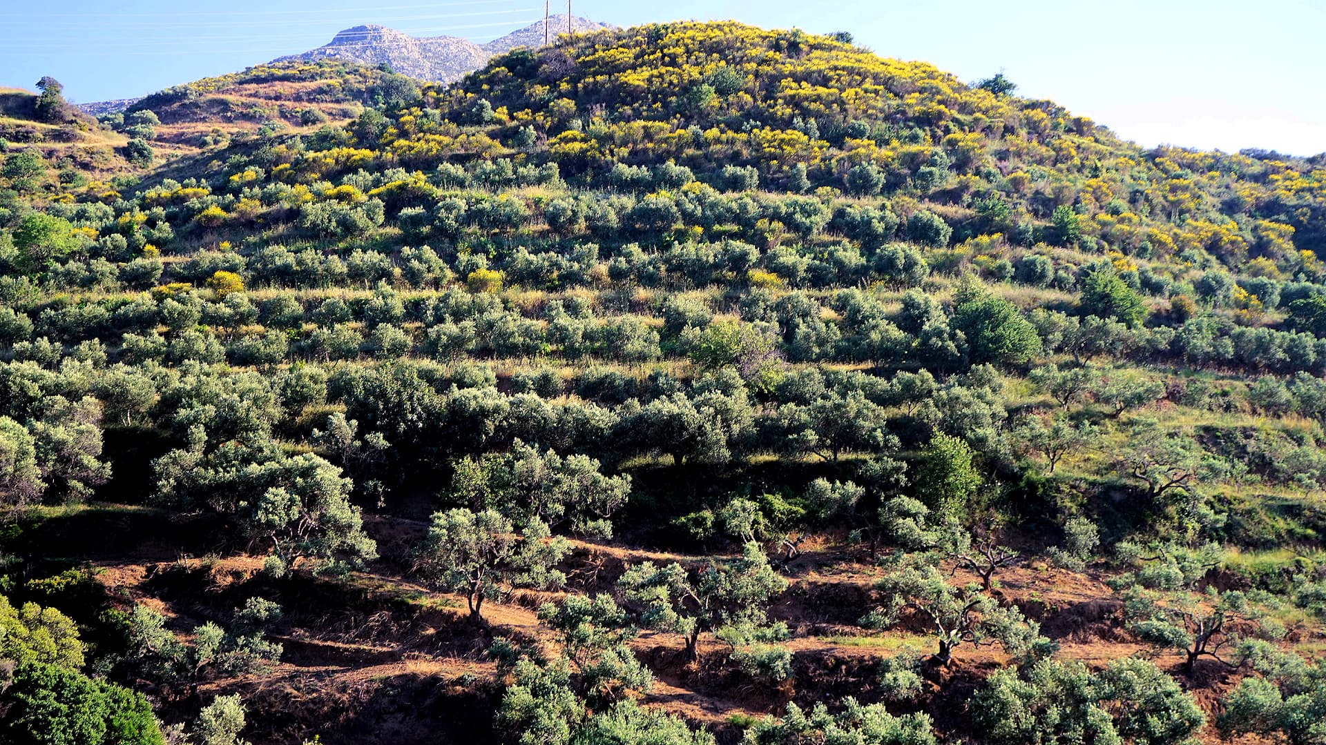 Terraced olive groves stretch across the steep hillsides of Crete, Greece.