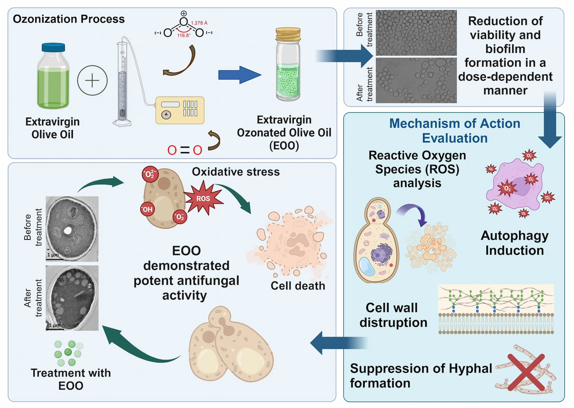 Resumo gráfico do estudo que mostra a forte atividade antifúngica do azeite de oliva extravirgem ozonizado contra a Candida albicans, realizado por pesquisadores da Universidade Sapienza (Imagem de Augello et al., Biomolecules 2024, MDPI, CC BY 4.0.)