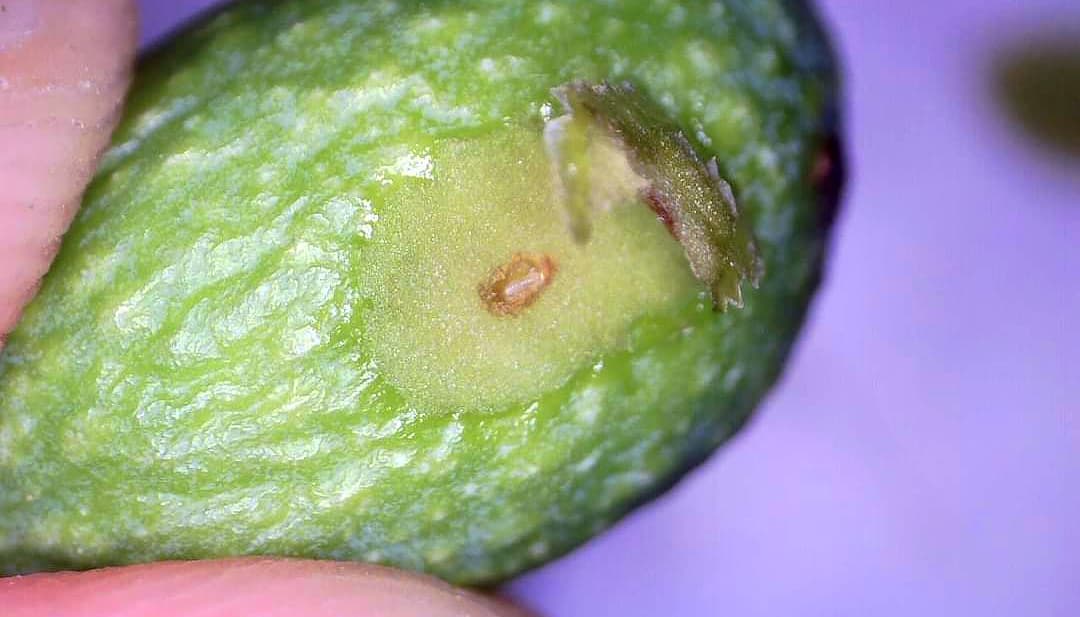 Uovo di Bactrocera oleae rinvenuto all’interno di un’oliva sezionata (Foto di Angelo Bo)